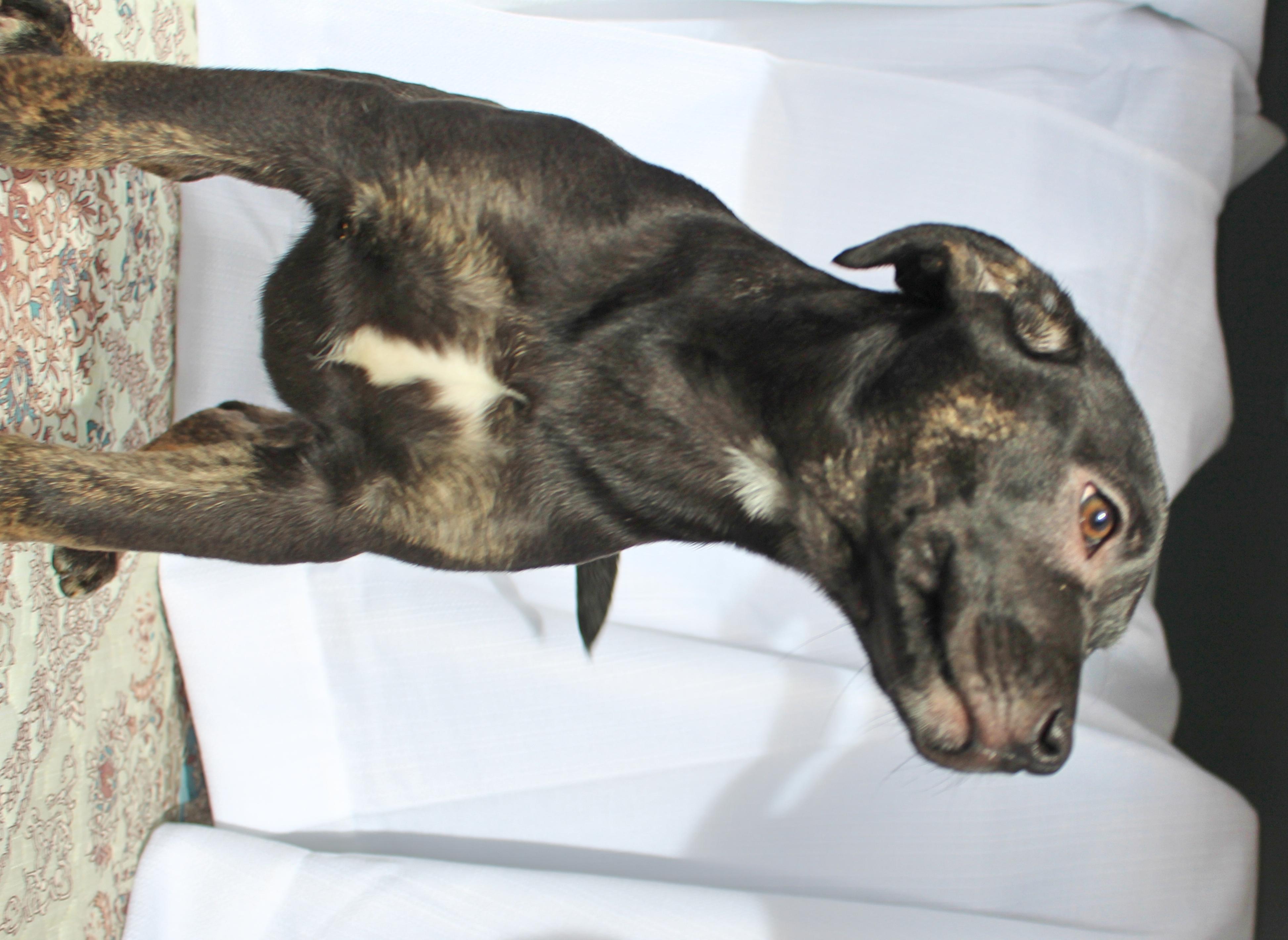 Enlarge Dixie, a ADOPTABLE mixed breed in Springfield, OH image 3/6