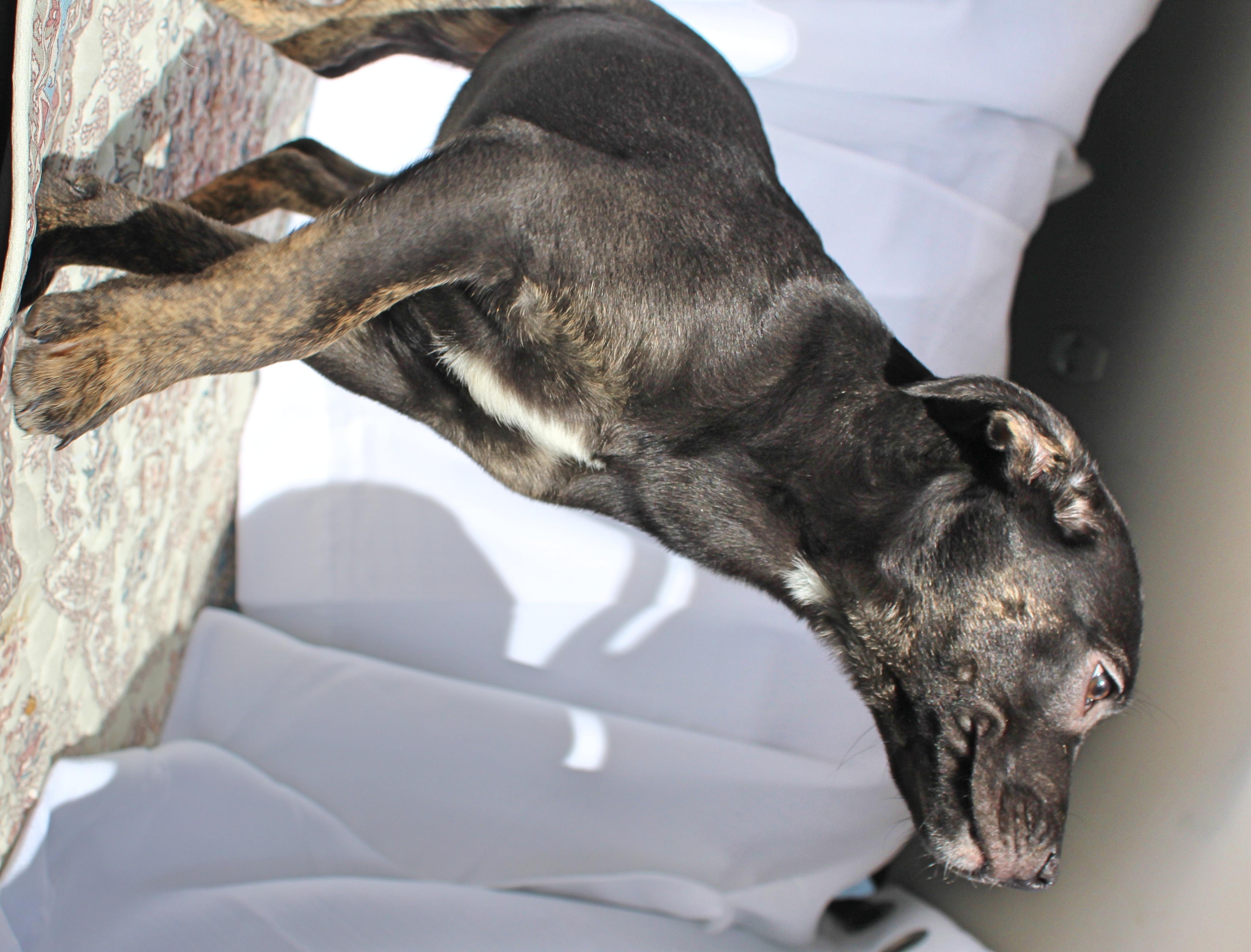 Enlarge Dixie, a ADOPTABLE mixed breed in Springfield, OH image 6/6