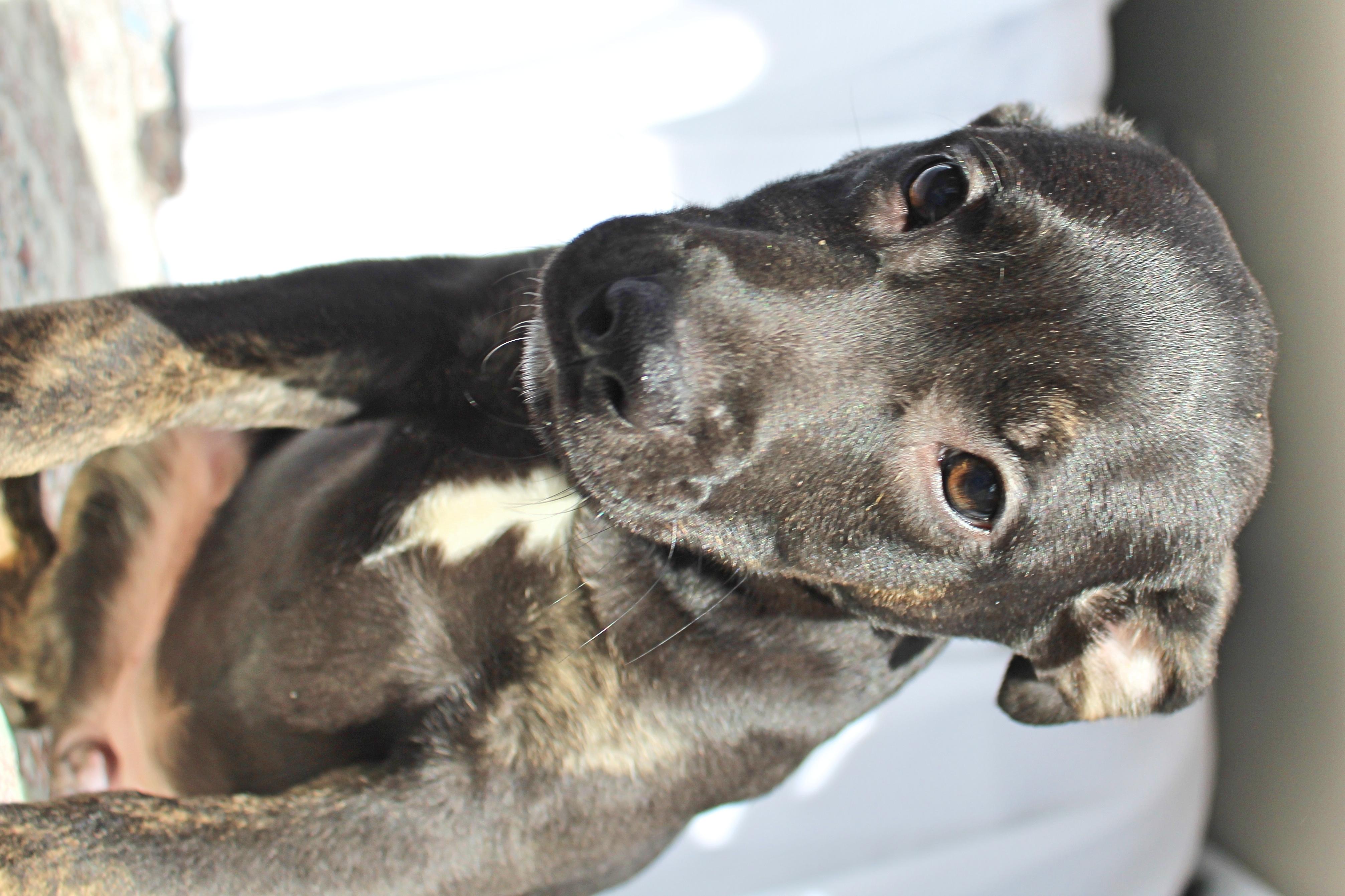 Enlarge Dixie, a ADOPTABLE mixed breed in Springfield, OH image 2/6