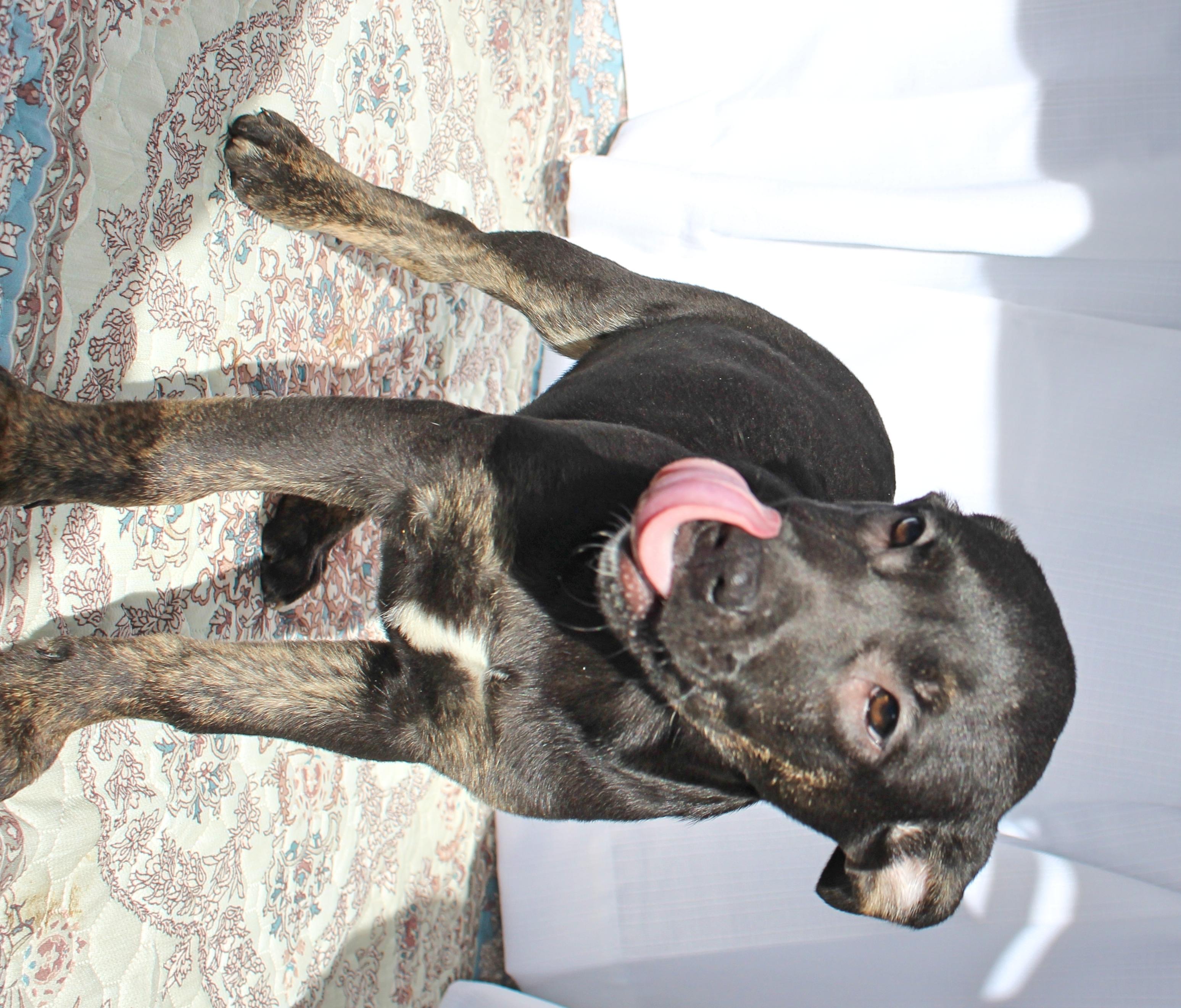 Enlarge Dixie, a ADOPTABLE mixed breed in Springfield, OH image 4/6