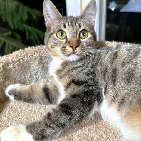 RALPHIE - SILLY BENGAL BOY!, adopted, Kitten Male Bengal & Turkish Van.