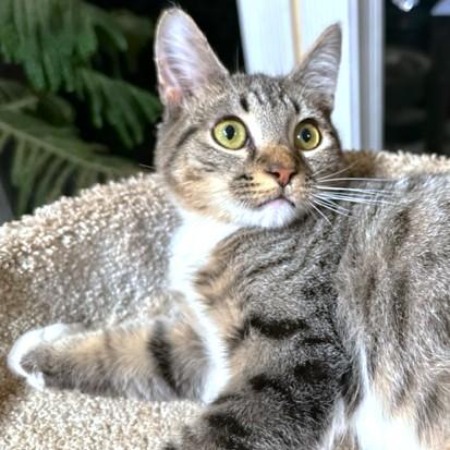 Enlarge RALPHIE - SILLY BENGAL BOY!, an adopted mixed breed in Danbury, CT image 3/6