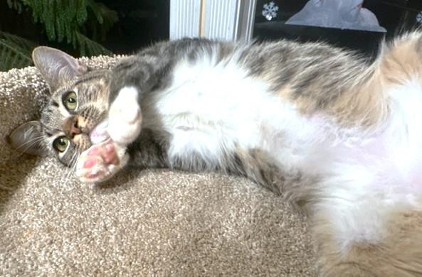 Enlarge RALPHIE - SILLY BENGAL BOY!, an adopted mixed breed in Danbury, CT image 6/6