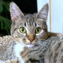 Enlarge RALPHIE - SILLY BENGAL BOY!, an adopted mixed breed in Danbury, CT image 2/6