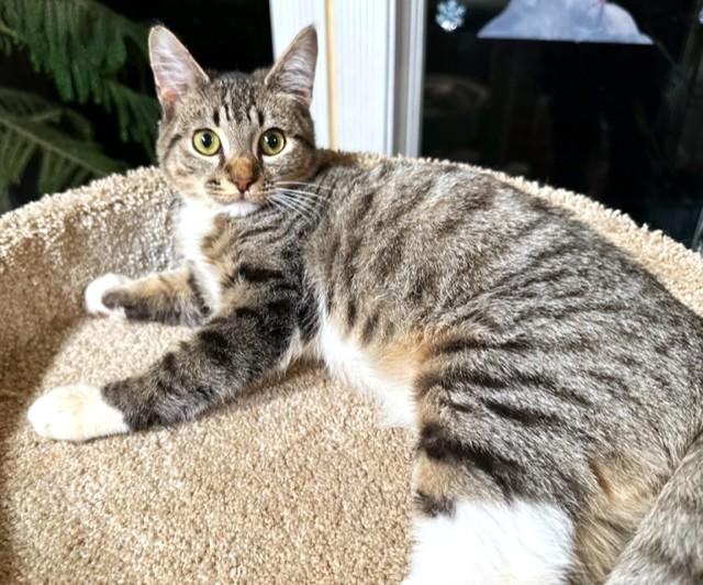 Enlarge RALPHIE - SILLY BENGAL BOY!, an adopted mixed breed in Danbury, CT image 4/6