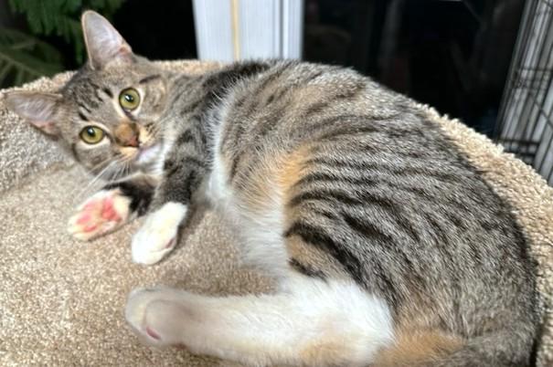 Enlarge RALPHIE - SILLY BENGAL BOY!, an adopted mixed breed in Danbury, CT image 5/6