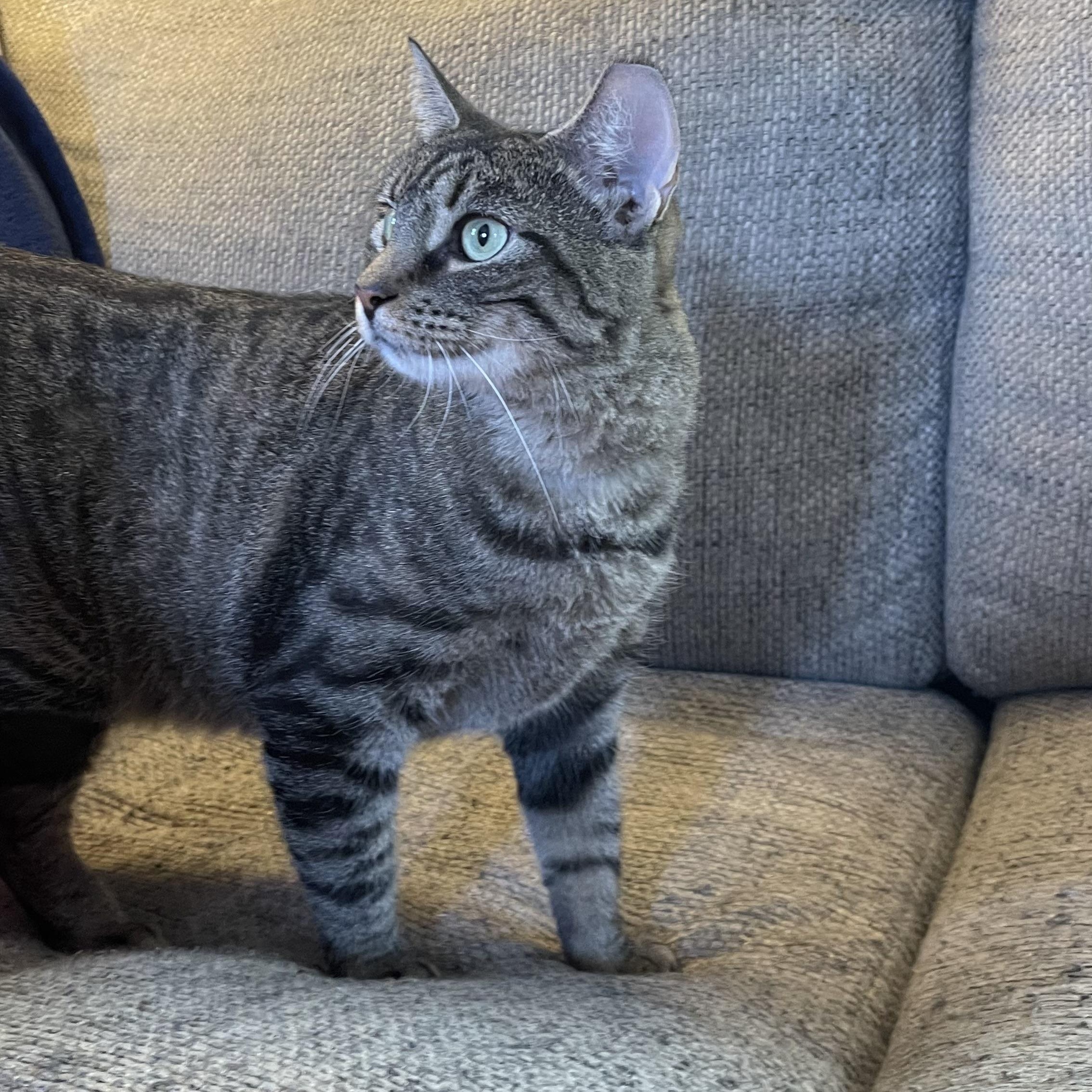 Shelley the Scallop, a Adoptable mixed breed in Scranton, PA image 3/6