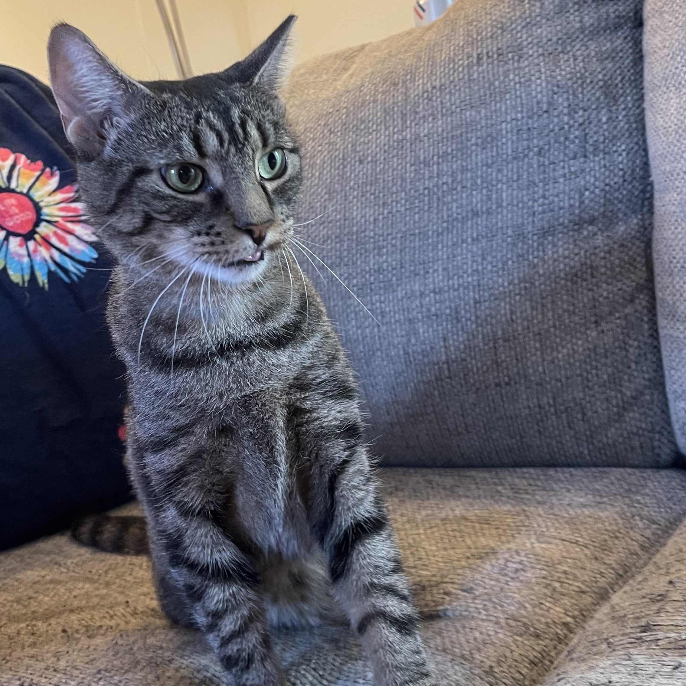 Shelley the Scallop, a Adoptable mixed breed in Scranton, PA image 2/6