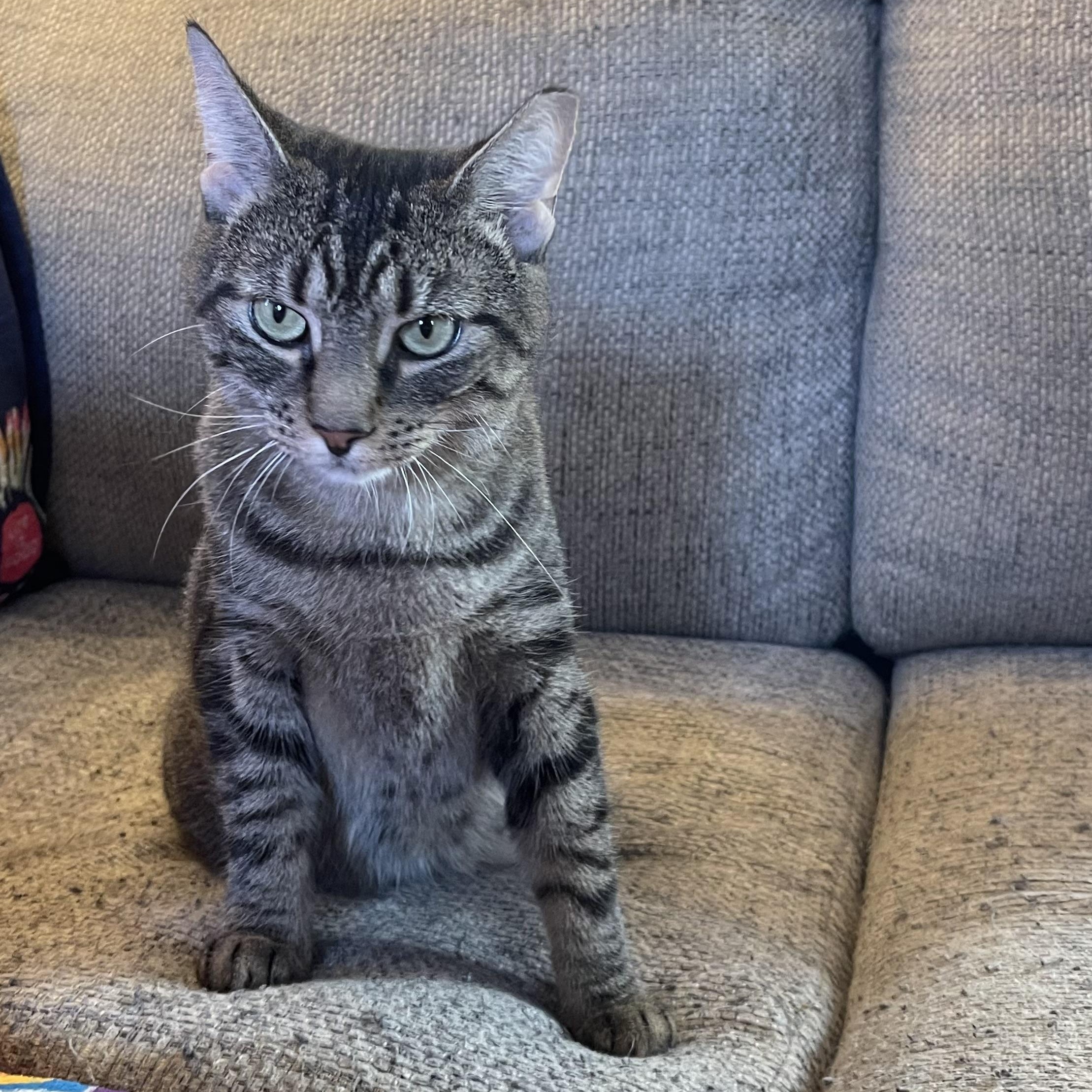 Shelley the Scallop, a Adoptable mixed breed in Scranton, PA image 5/6
