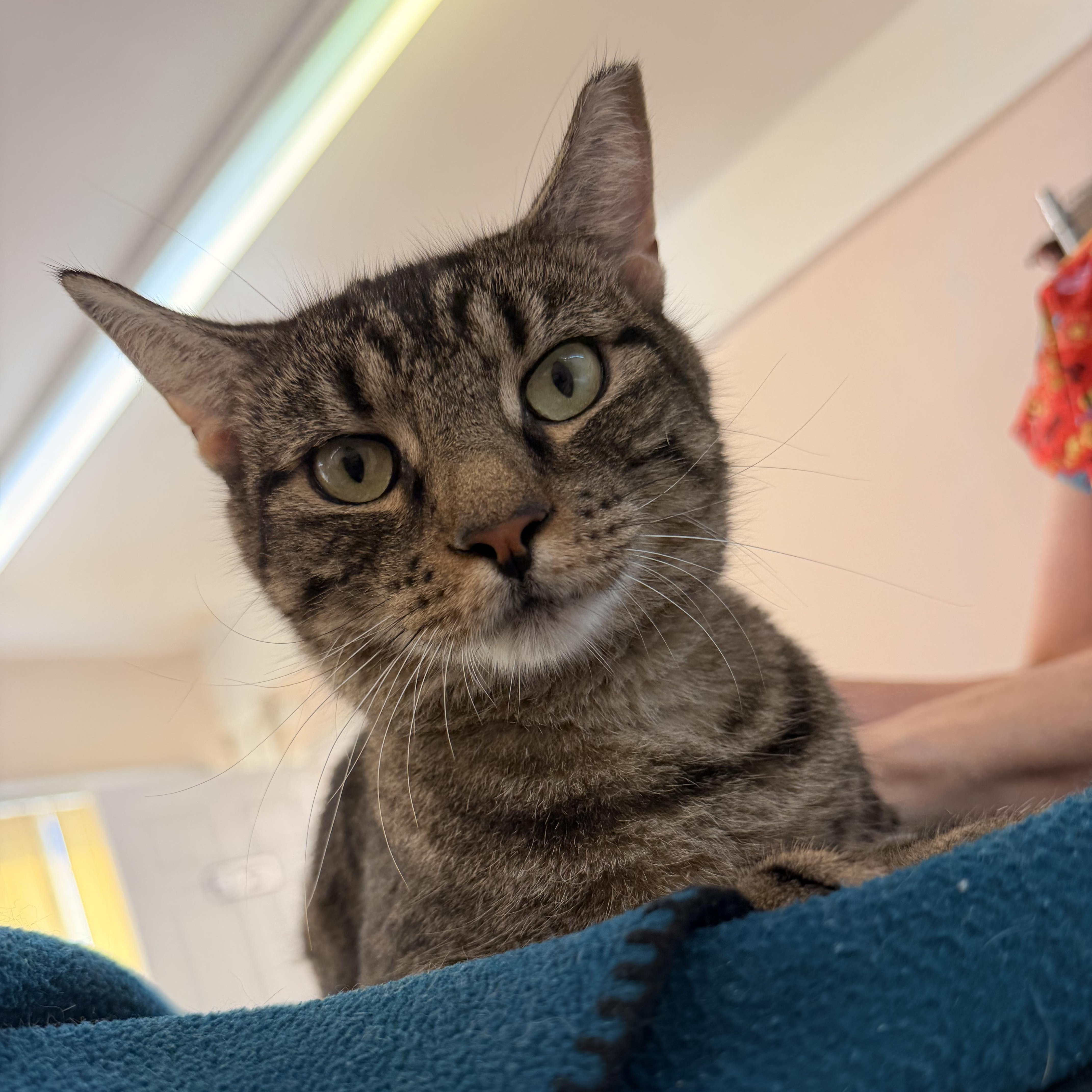 Shelley the Scallop, a Adoptable mixed breed in Scranton, PA image 6/6