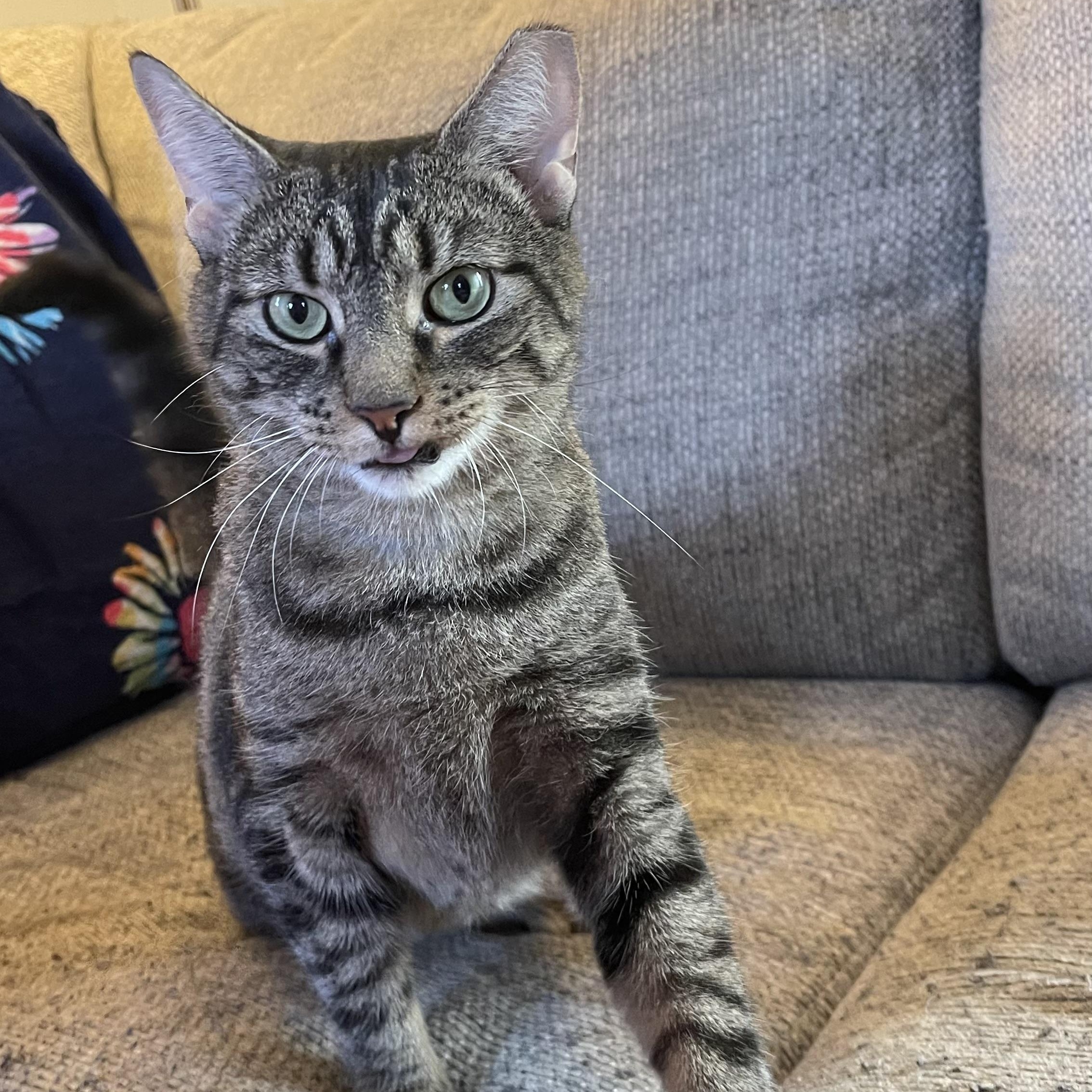 Shelley the Scallop, Adoptable, Young Female Domestic Short Hair & Tabby.