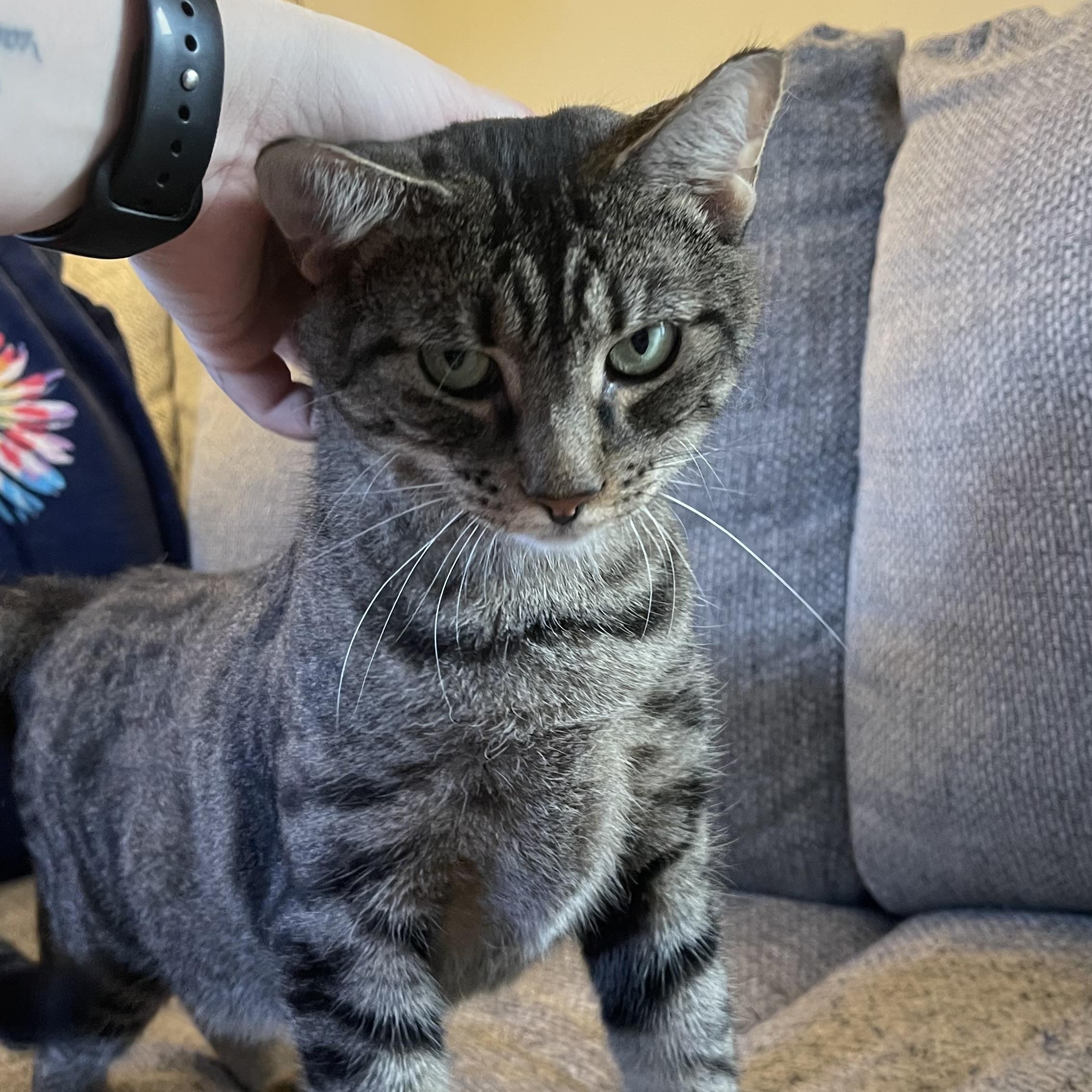 Shelley the Scallop, a Adoptable mixed breed in Scranton, PA image 4/6
