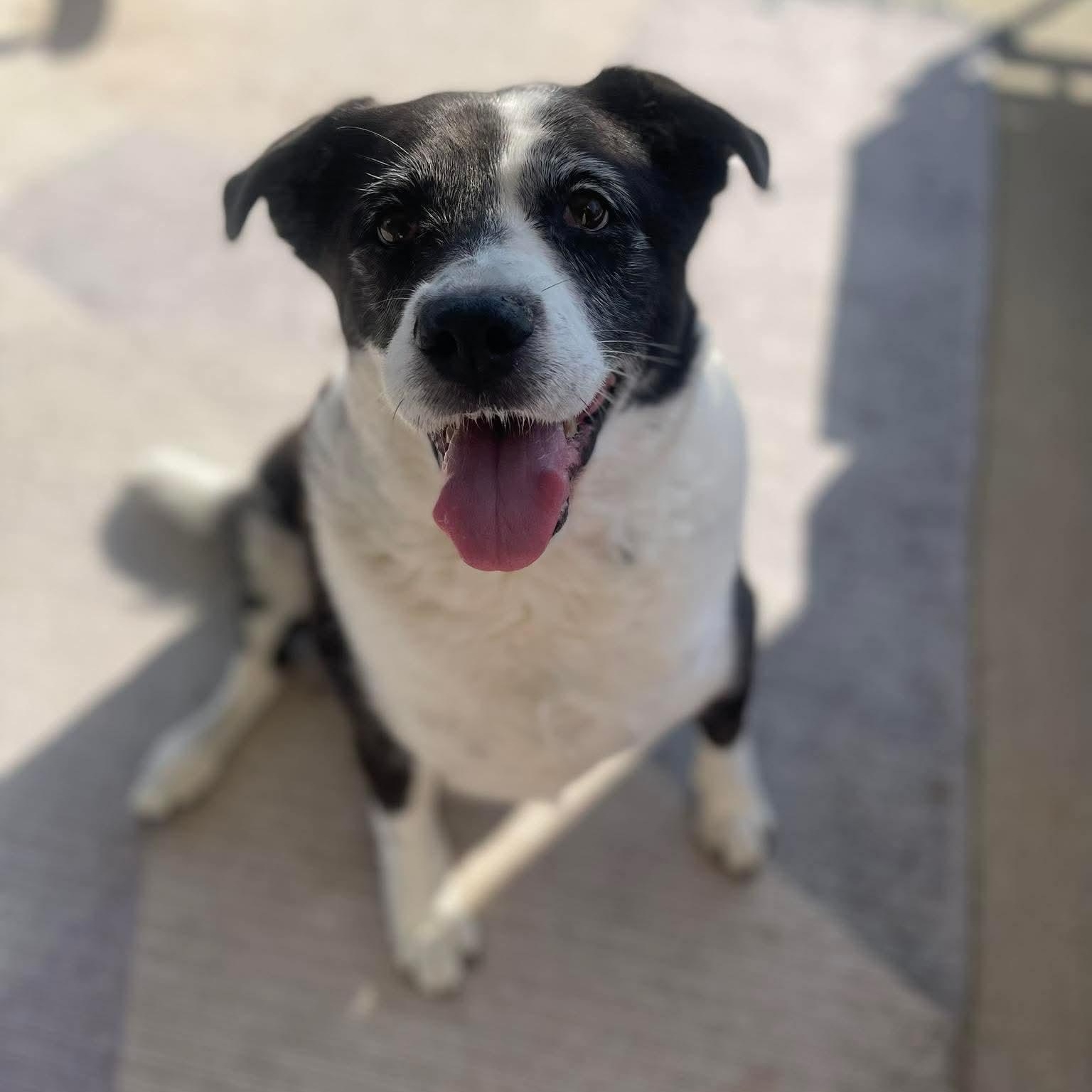 Enlarge Stella, a ADOPTABLE Border Collie in Wando, SC image 1/5
