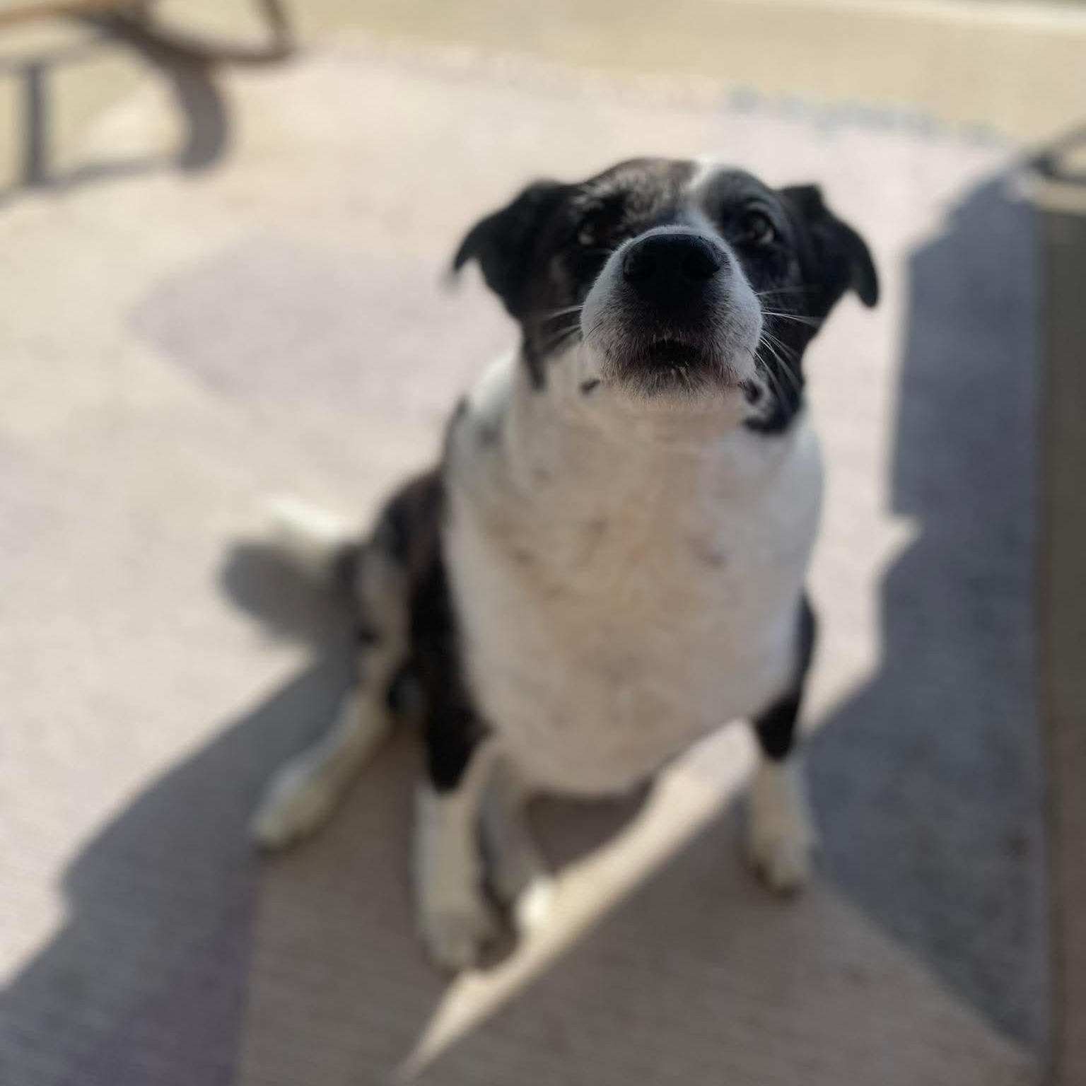 Enlarge Stella, a ADOPTABLE Border Collie in Wando, SC image 4/5