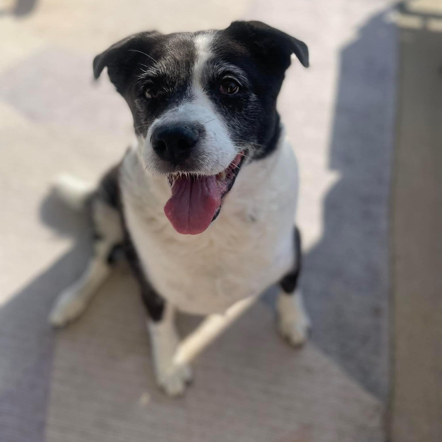 Enlarge Stella, a ADOPTABLE Border Collie in Wando, SC image 3/5