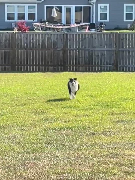 Enlarge Stella, a ADOPTABLE Border Collie in Wando, SC video 2/5