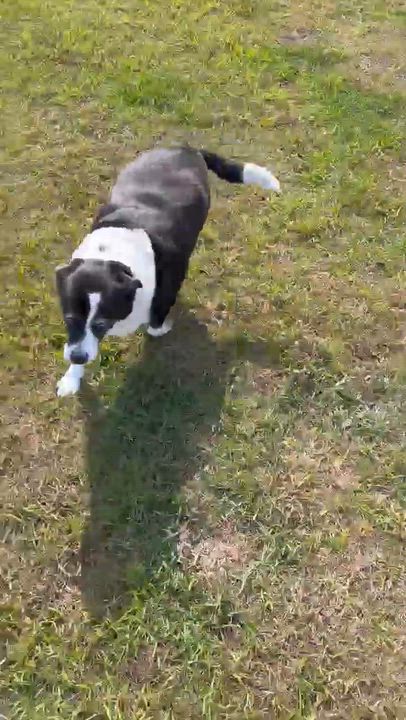 Enlarge Stella, a ADOPTABLE Border Collie in Wando, SC video 5/5