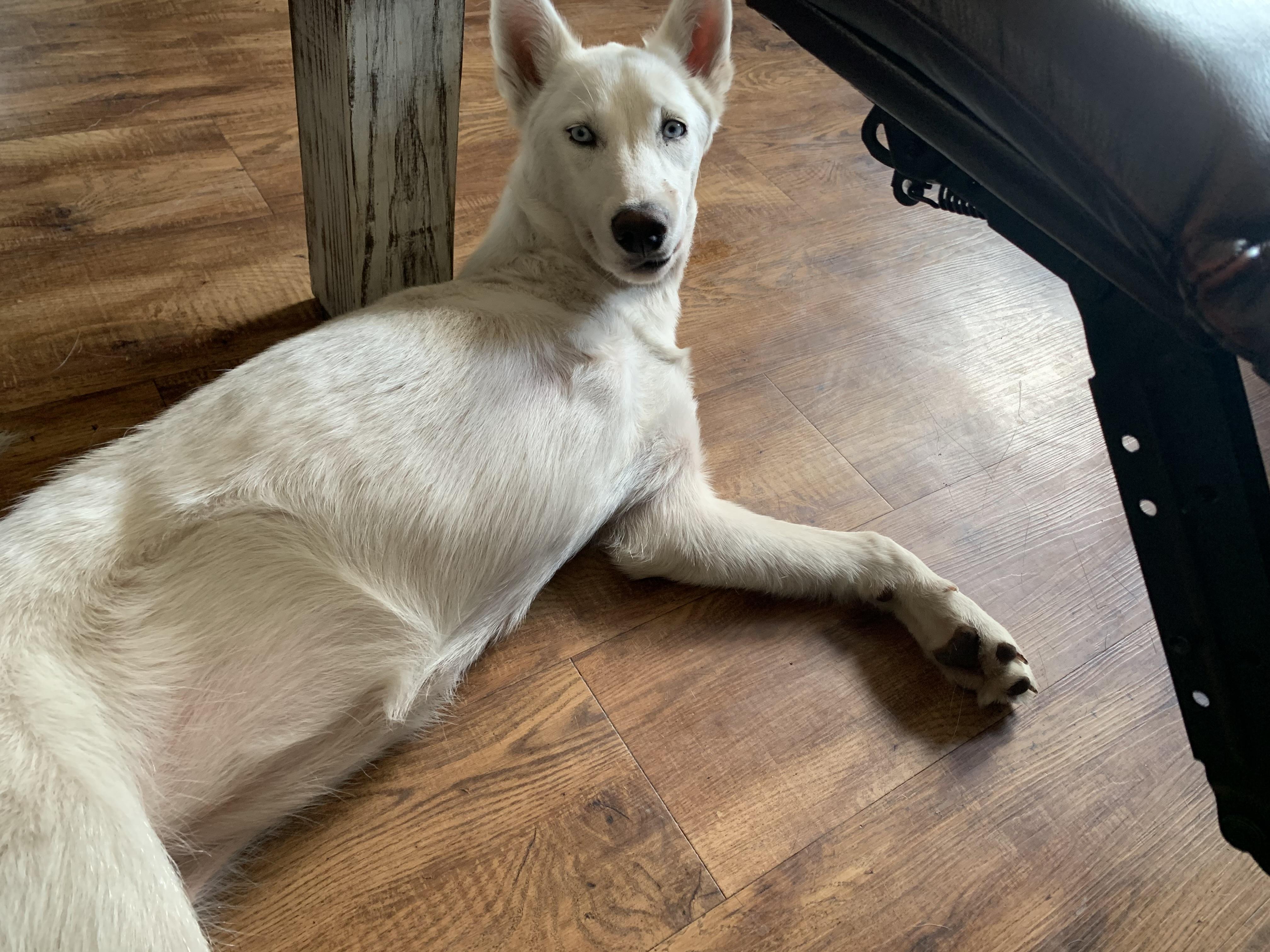 Enlarge Georgina, a Adoptable mixed breed in Grove city, OH image 3/5
