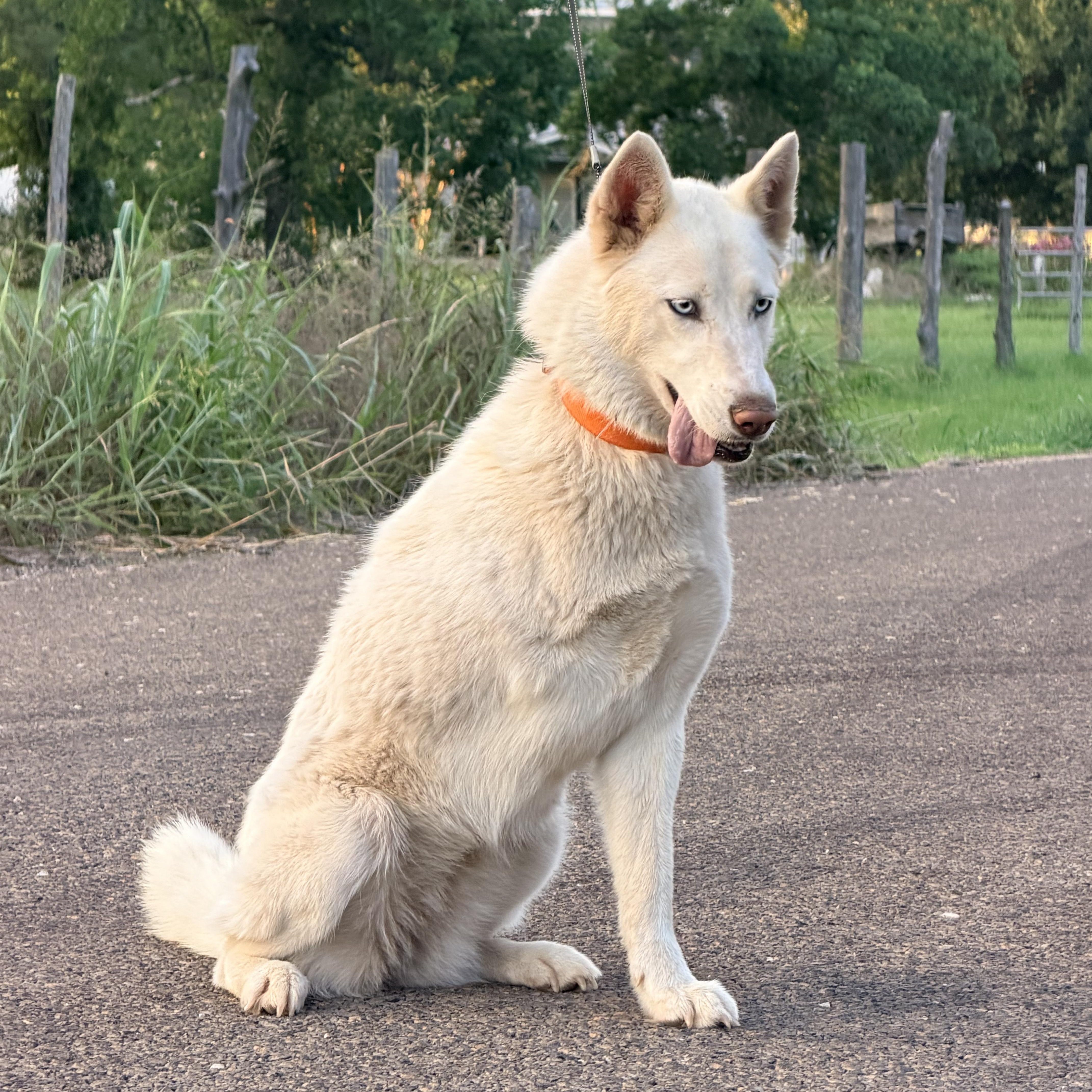 Enlarge Georgina, a Adoptable mixed breed in Grove city, OH image 4/5