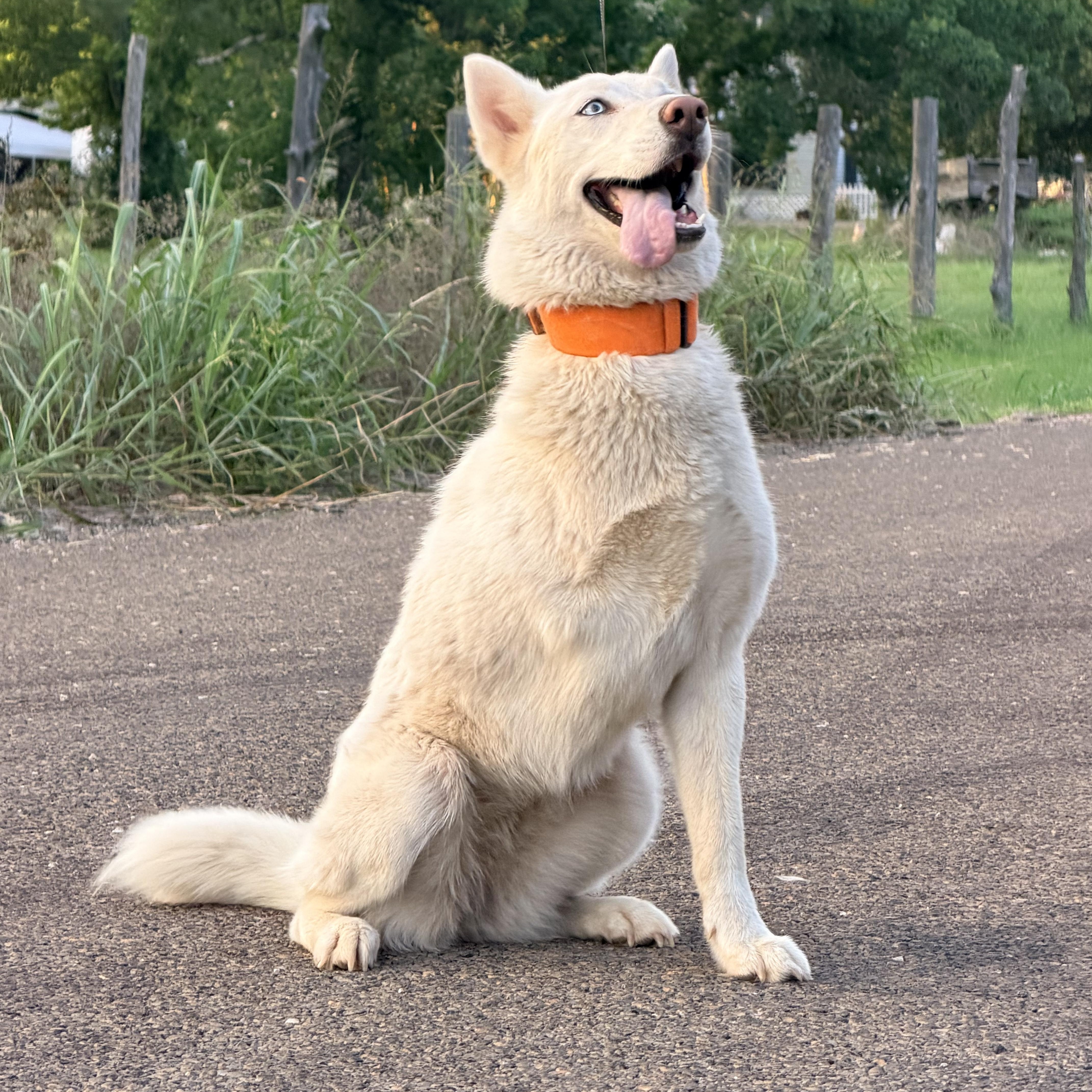 Georgina, Adoptable, Adult Female Siberian Husky.