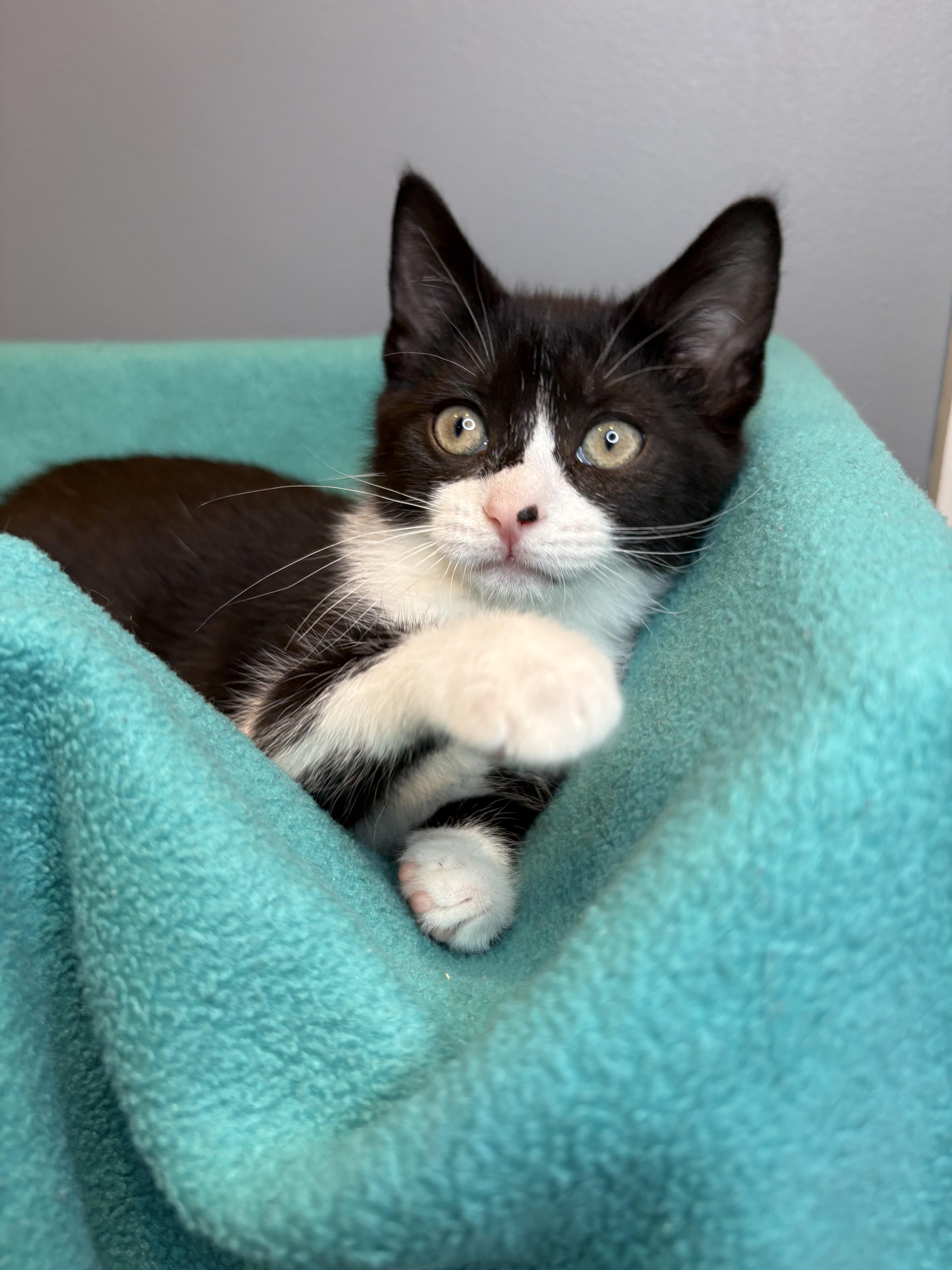 Enlarge Penelope & Telemachus-Ready for Epic Adventures, a Adoptable Tuxedo in Laurel, MD image 2/5