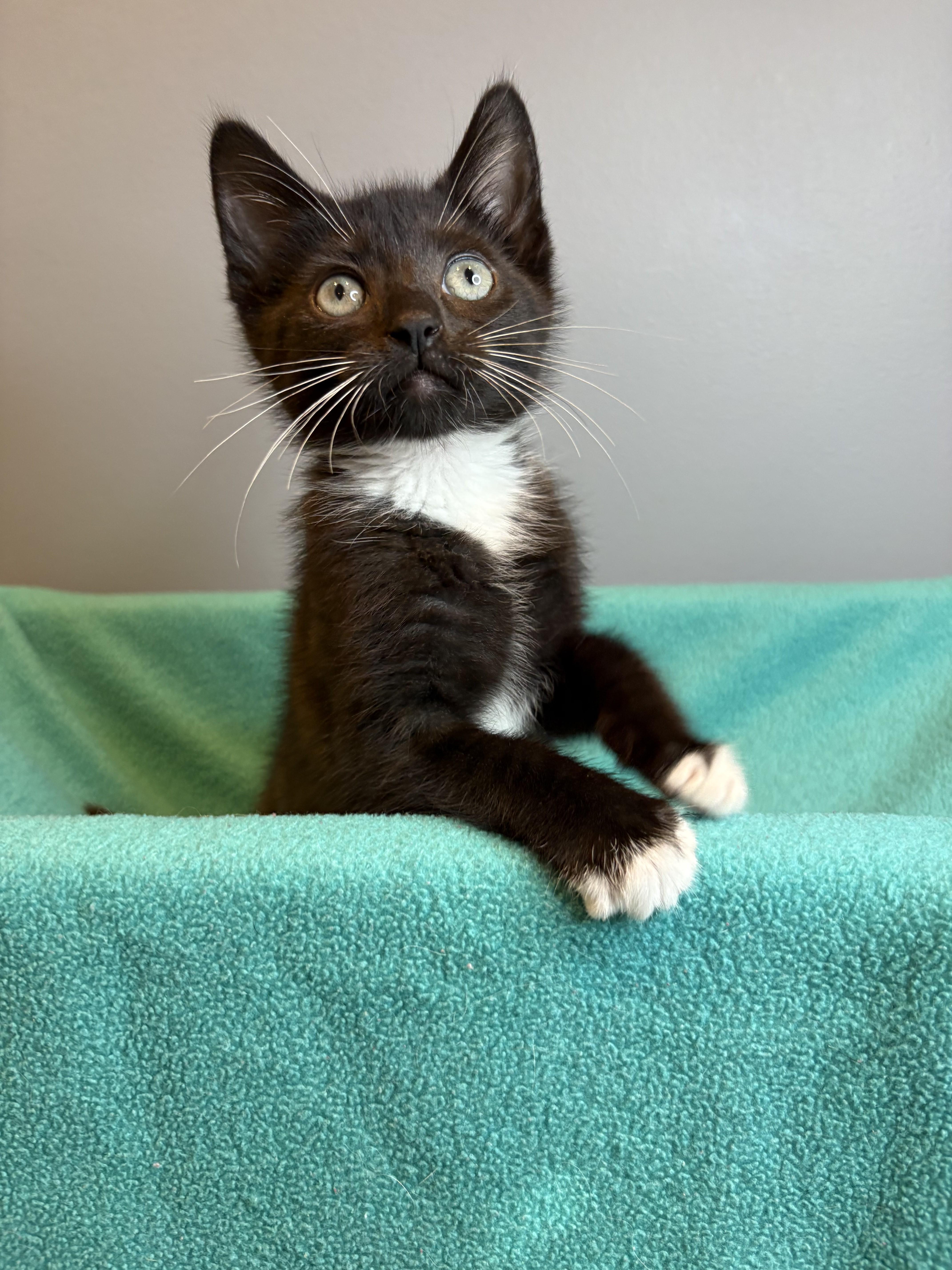 Enlarge Penelope & Telemachus-Ready for Epic Adventures, a Adoptable Tuxedo in Laurel, MD image 5/5