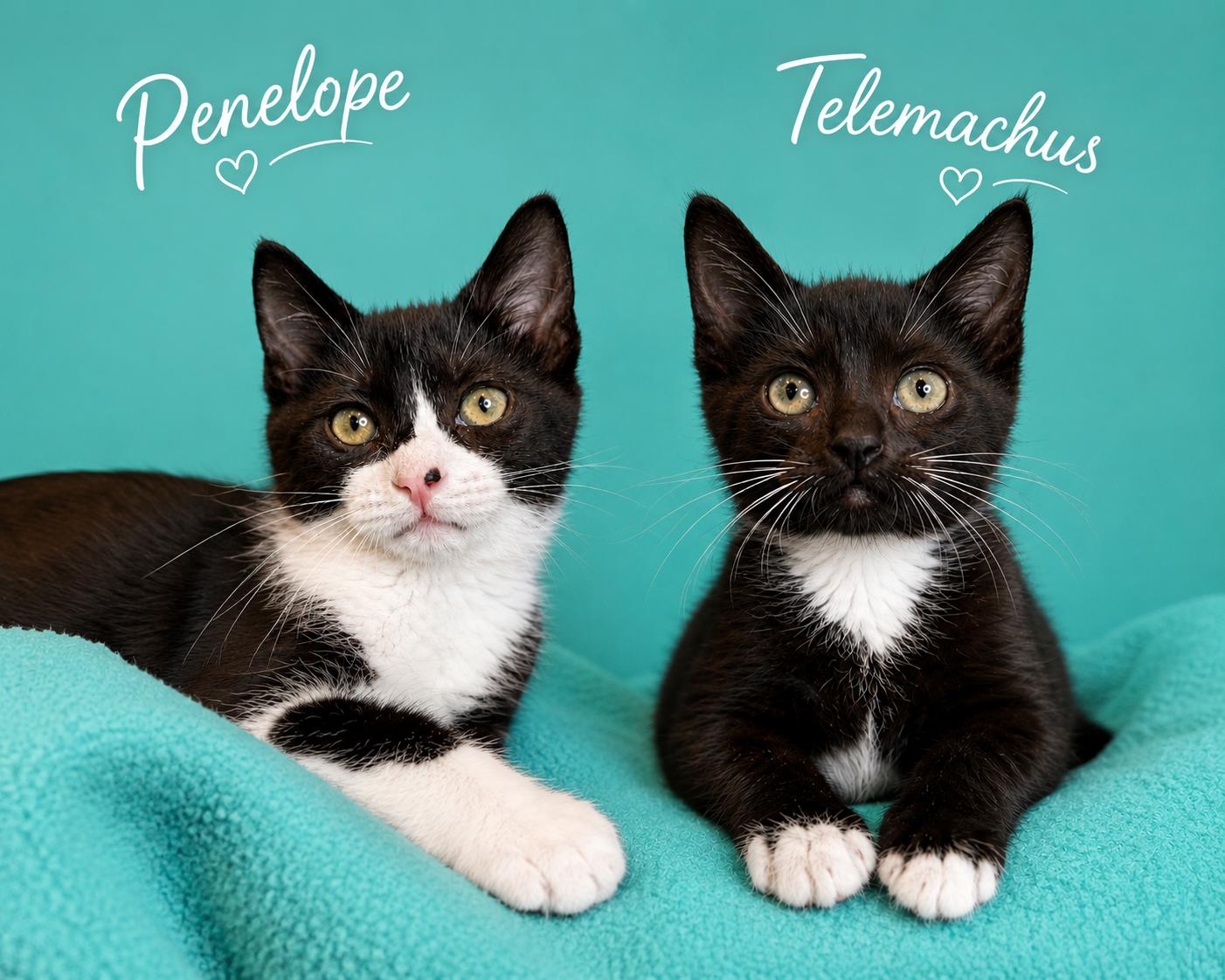 Enlarge Penelope & Telemachus-Ready for Epic Adventures, a Adoptable Tuxedo in Laurel, MD image 1/5