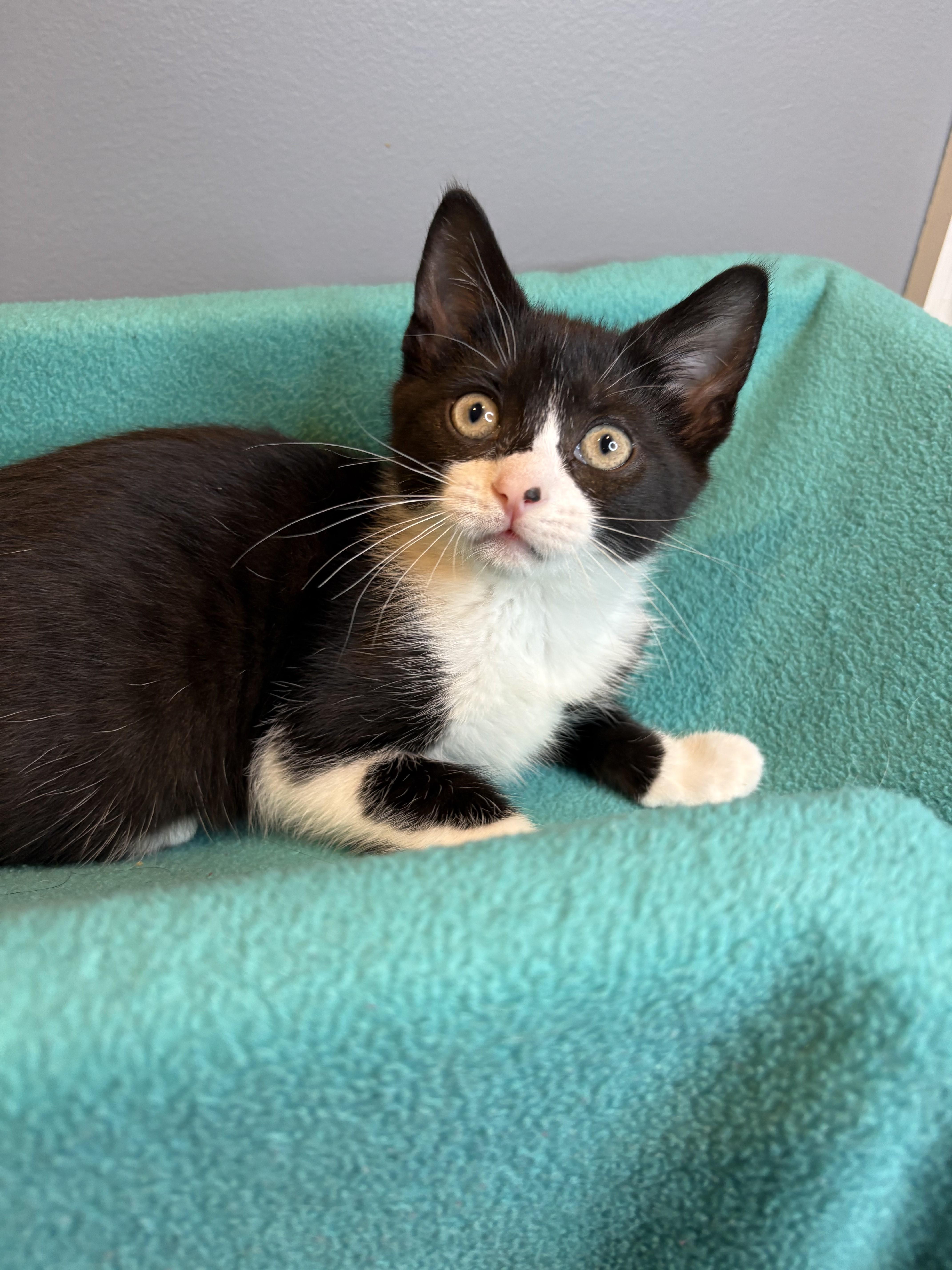 Enlarge Penelope & Telemachus-Ready for Epic Adventures, a Adoptable Tuxedo in Laurel, MD image 4/5