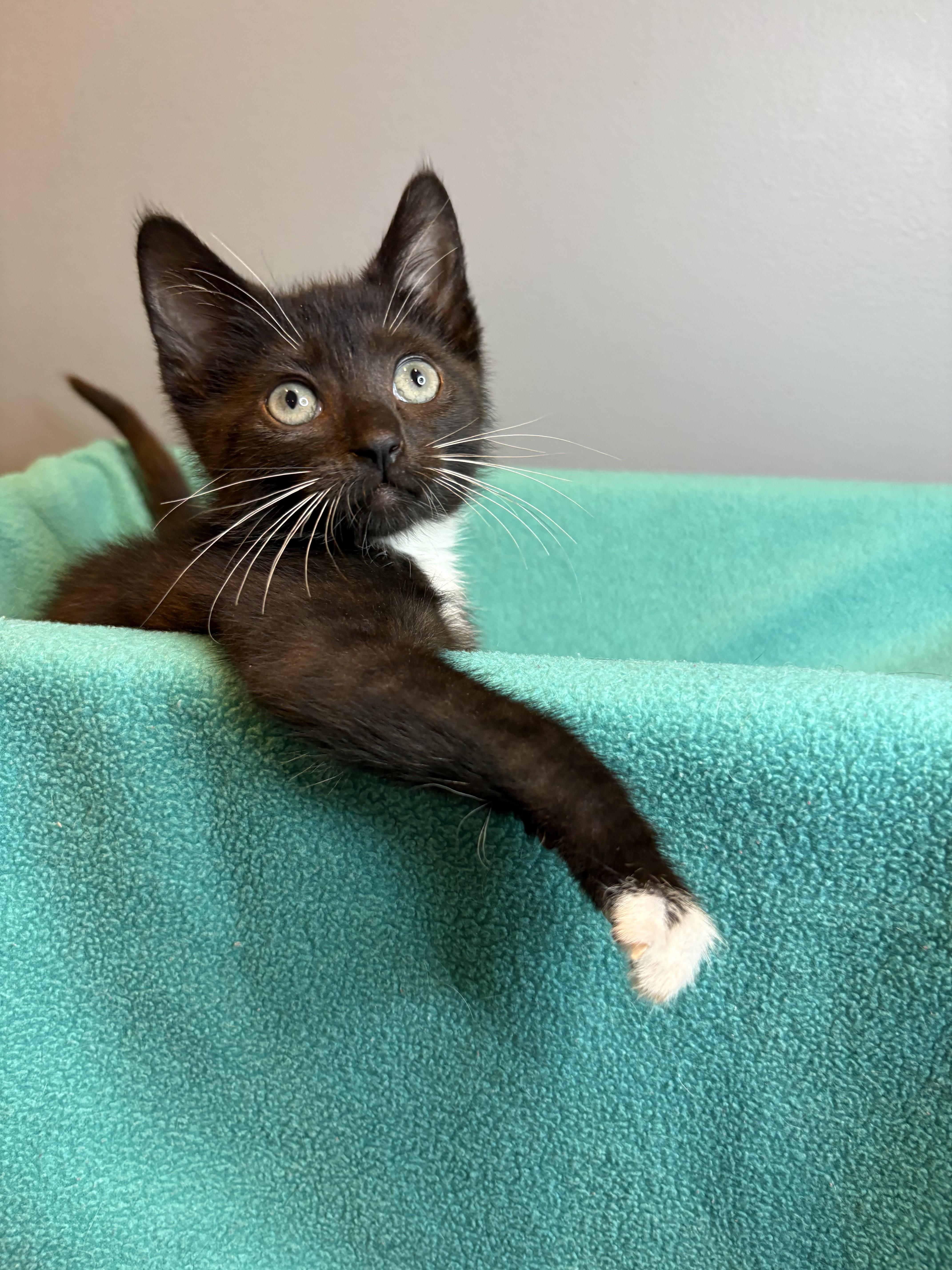 Enlarge Penelope & Telemachus-Ready for Epic Adventures, a Adoptable Tuxedo in Laurel, MD image 3/5