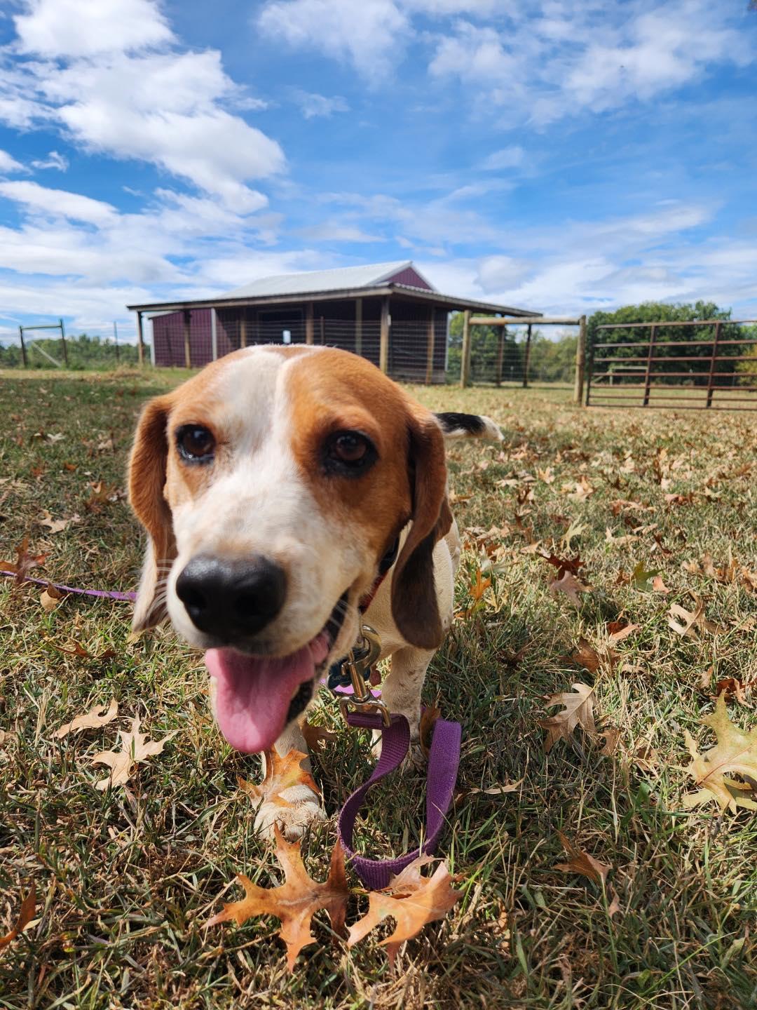 Twizzler, Adoptable, Adult Female Beagle.