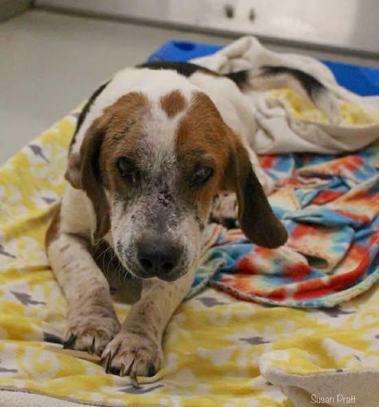Twizzler, adopted, Adult Female Beagle.