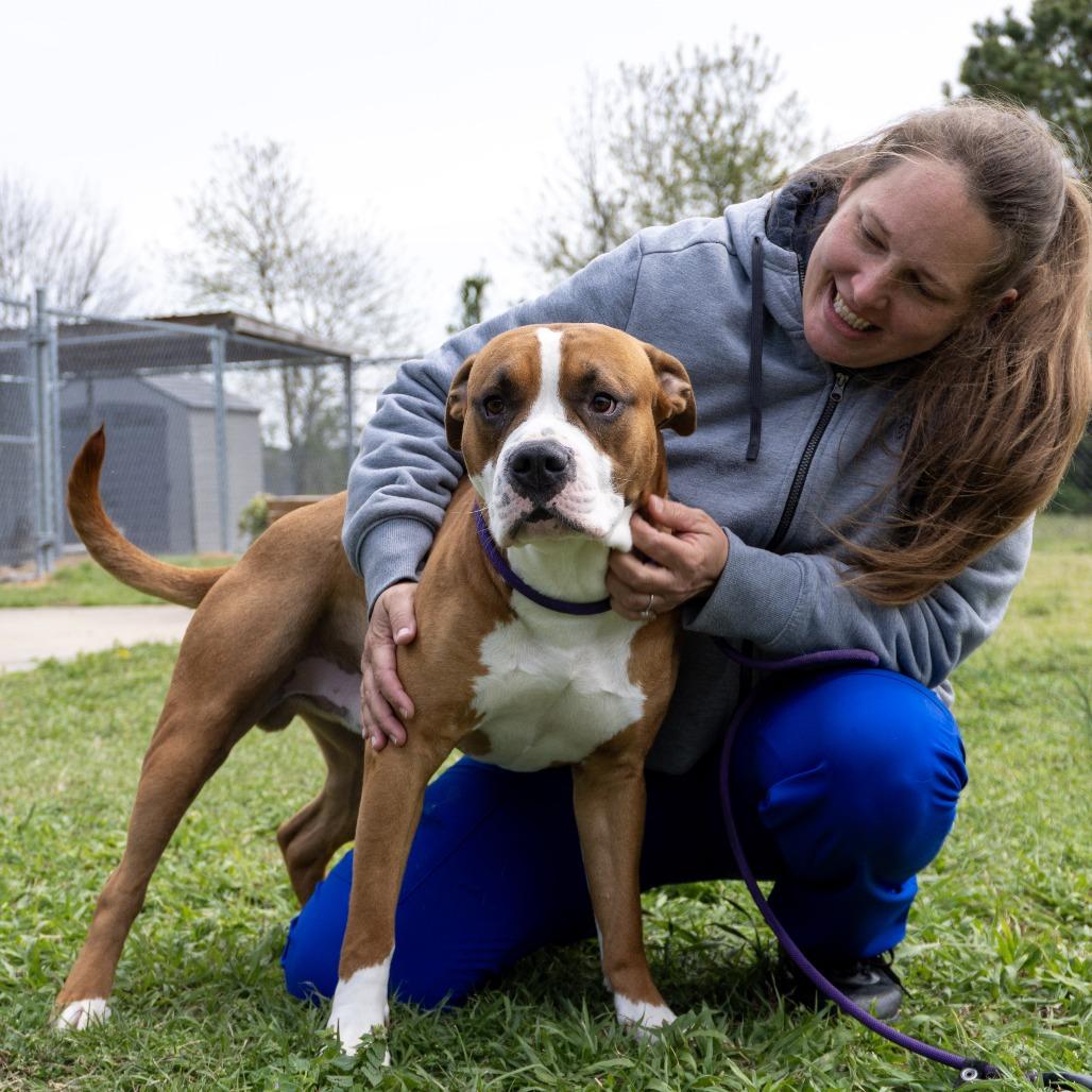 Cowboy, Adoptable, Adult Male Mixed Breed & Boxer.