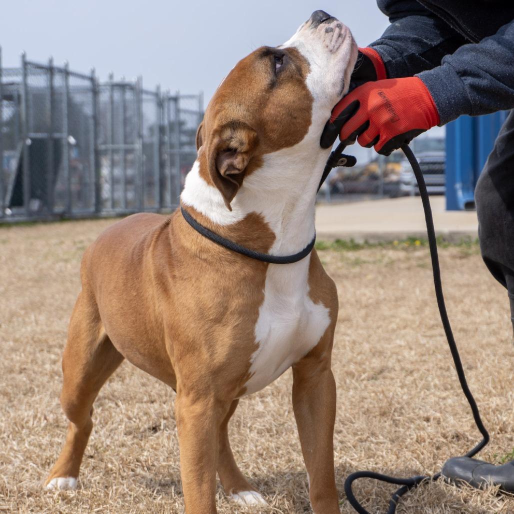 Cowboy, a Adoptable mixed breed in Elizabeth City, NC image 2/6