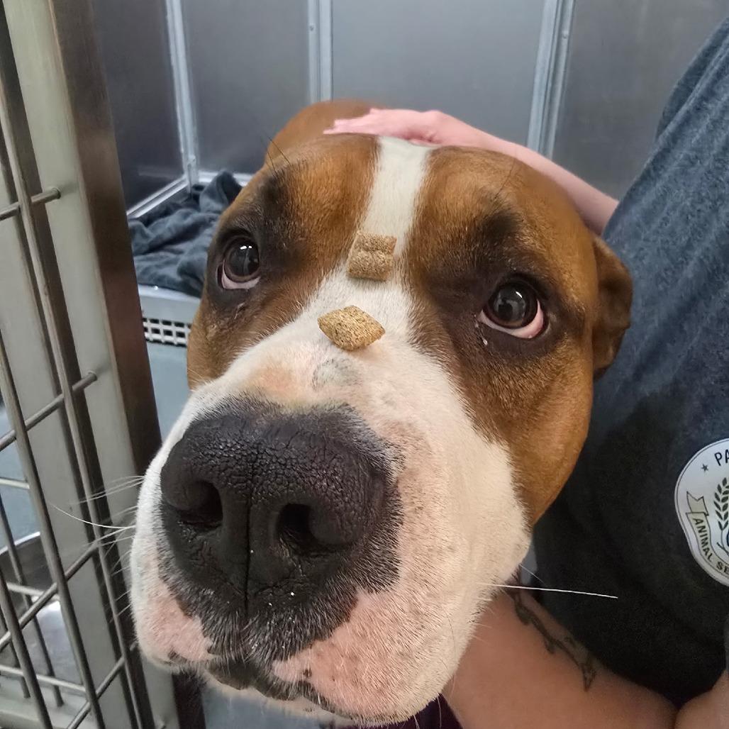 Cowboy, a Adoptable mixed breed in Elizabeth City, NC image 3/6