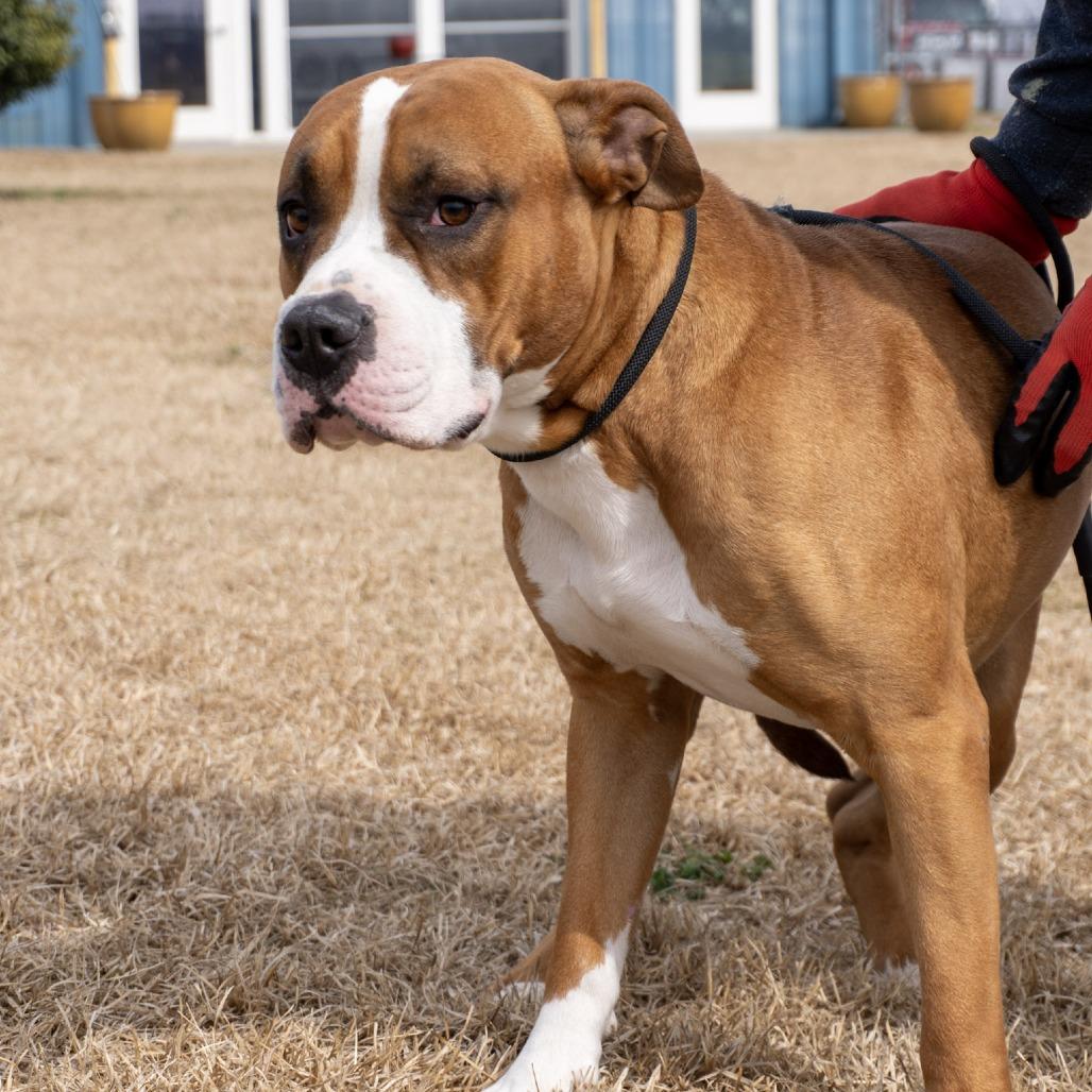 Cowboy, a Adoptable mixed breed in Elizabeth City, NC image 4/6