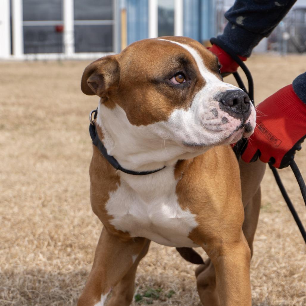 Cowboy, a Adoptable mixed breed in Elizabeth City, NC image 5/6