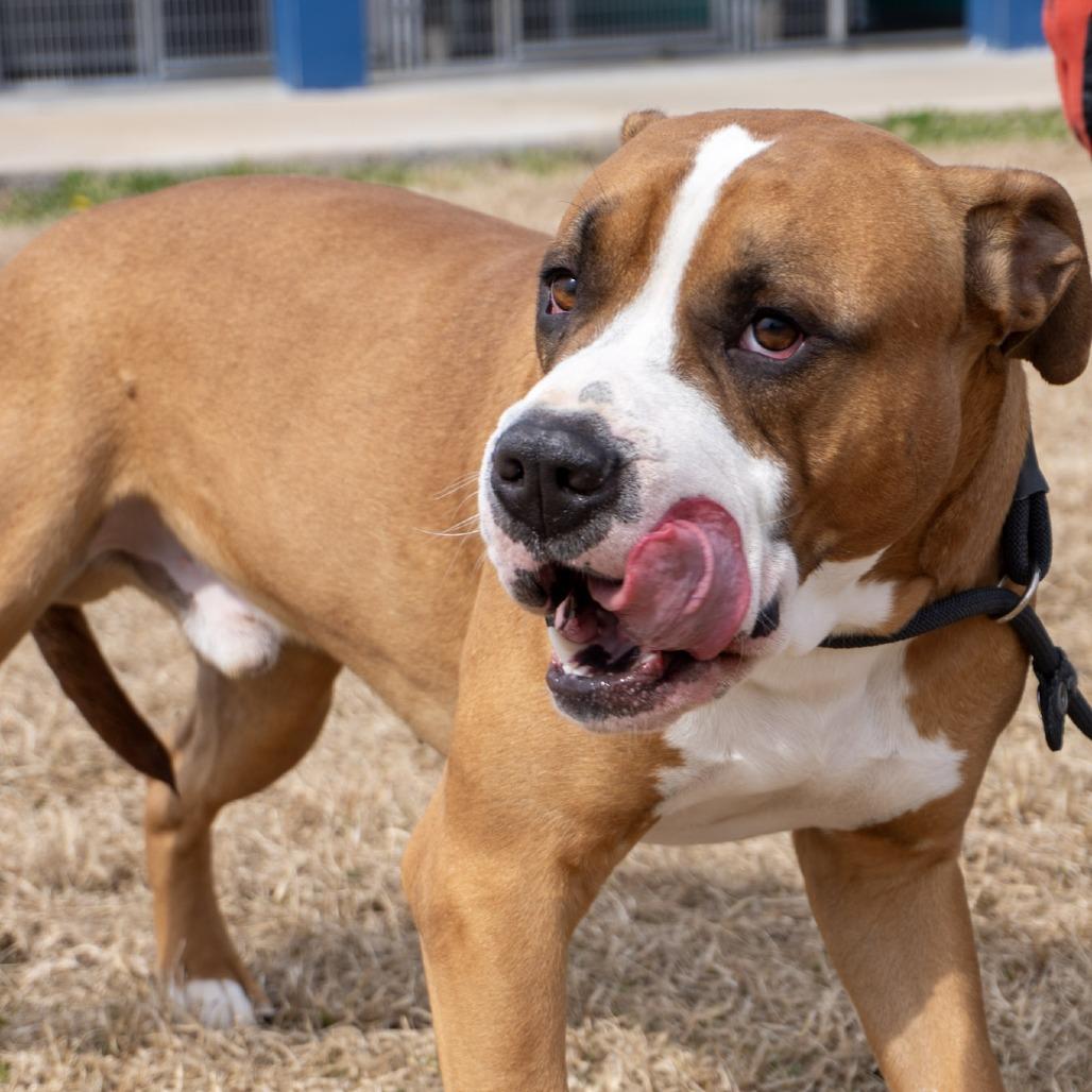 Cowboy, a Adoptable mixed breed in Elizabeth City, NC image 6/6
