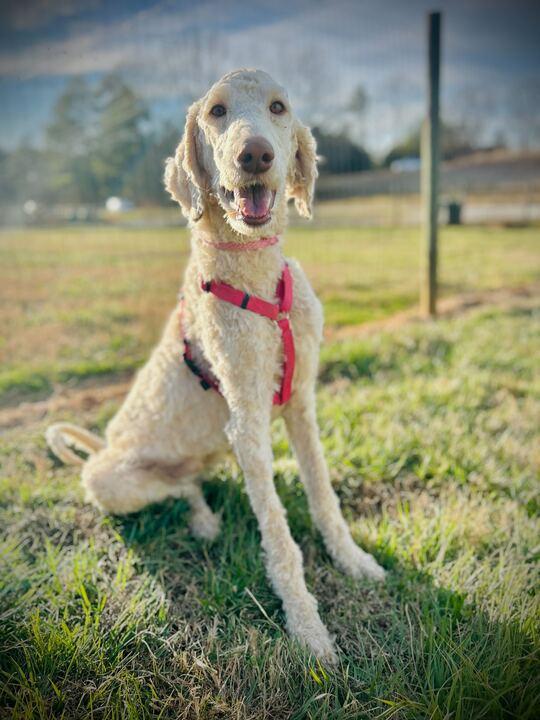 Enlarge Fiyero Dec 25, a Adoptable Standard Poodle in Pacolet, SC image 1/3