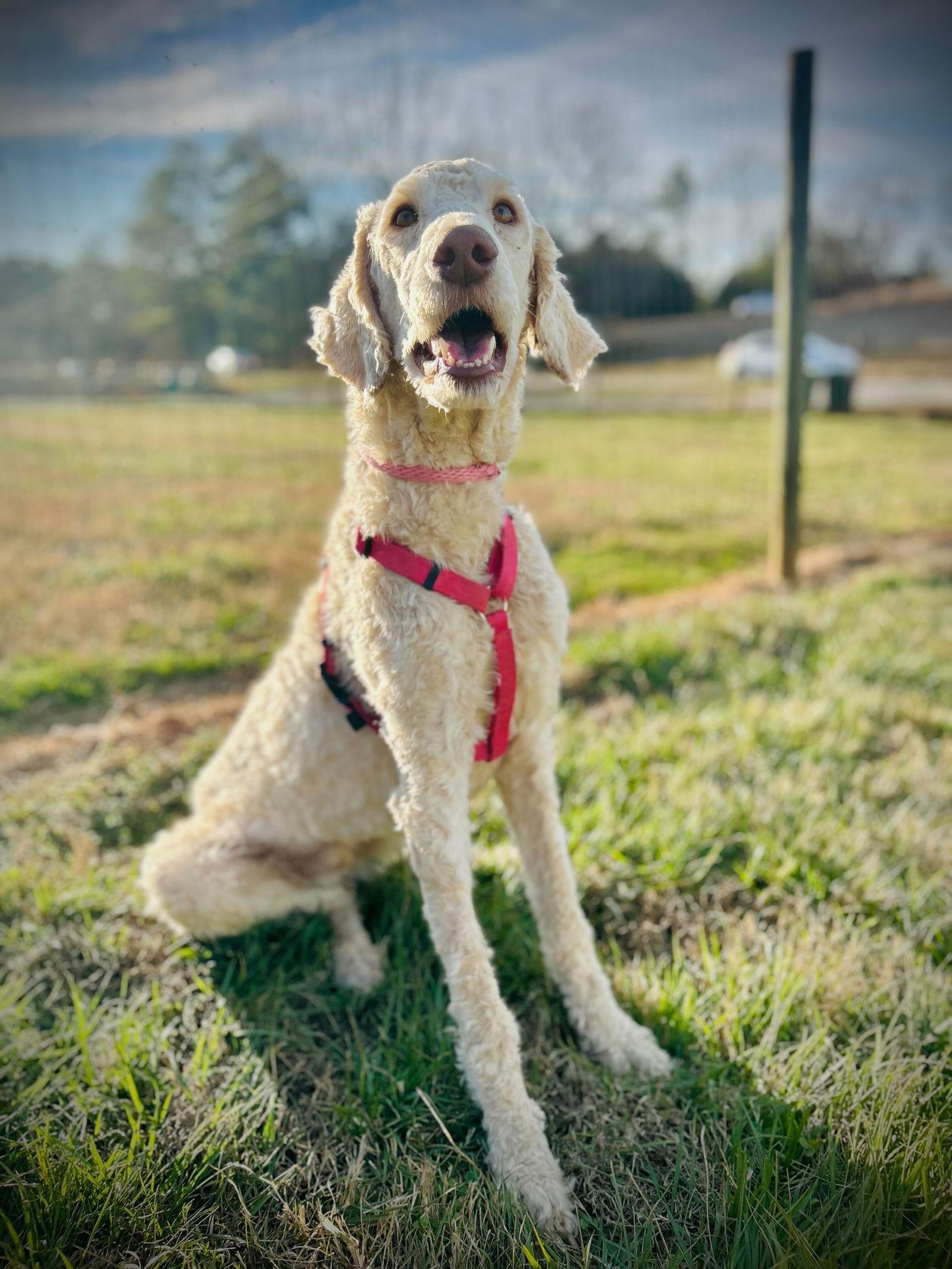 Enlarge Fiyero Dec 25, a Adoptable Standard Poodle in Pacolet, SC image 2/3
