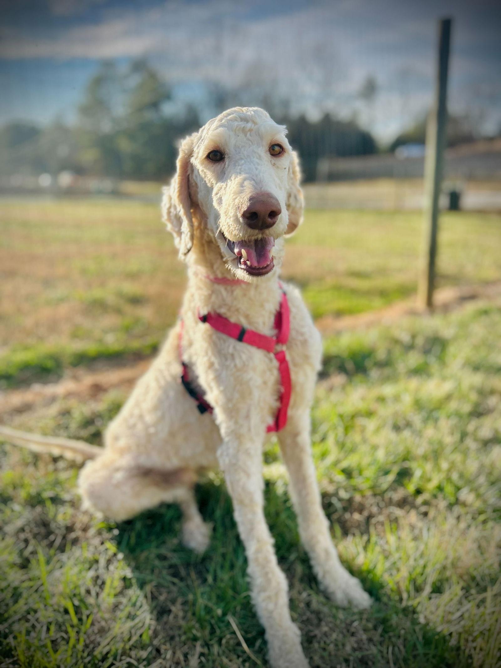 Enlarge Fiyero Dec 25, a Adoptable Standard Poodle in Pacolet, SC image 3/3