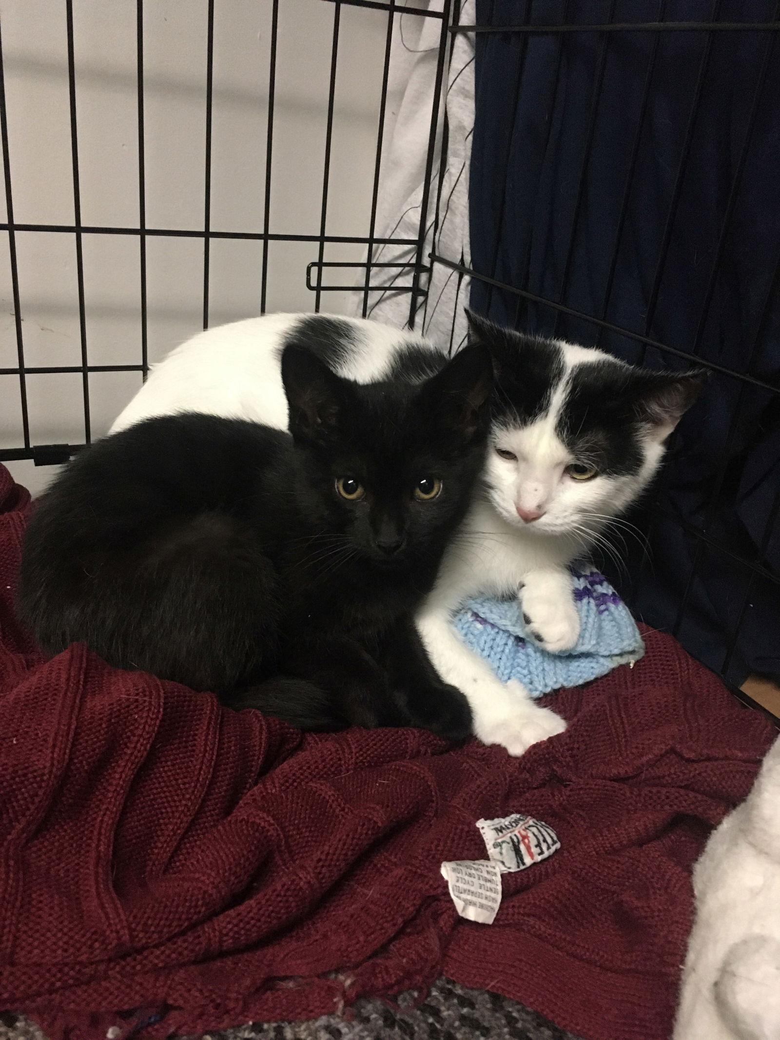 Enlarge Alexis bonded with Jackie, a Adoptable Domestic Short Hair in Macedonia, OH image 1/3