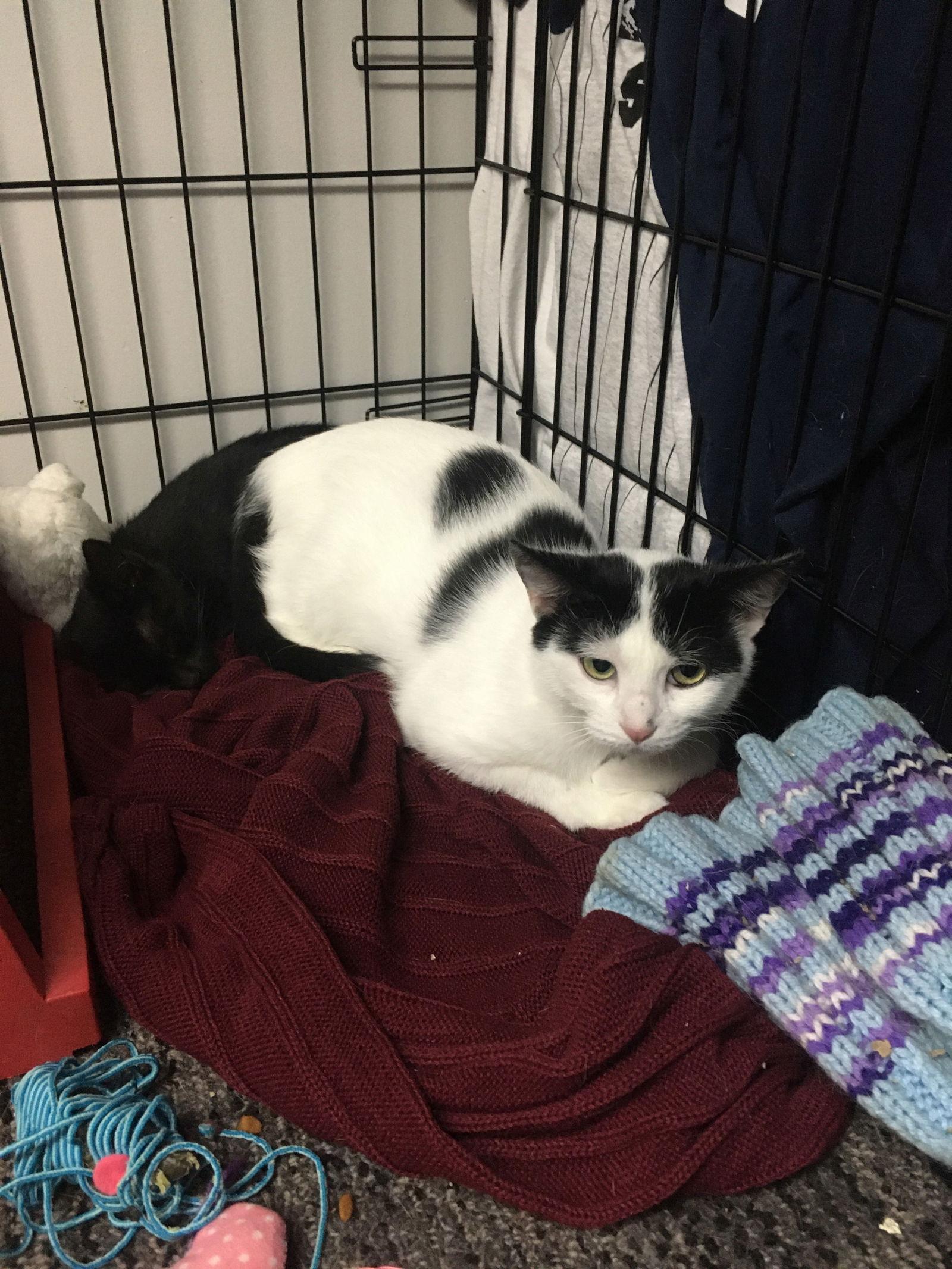 Enlarge Alexis bonded with Jackie, a Adoptable Domestic Short Hair in Macedonia, OH image 2/3