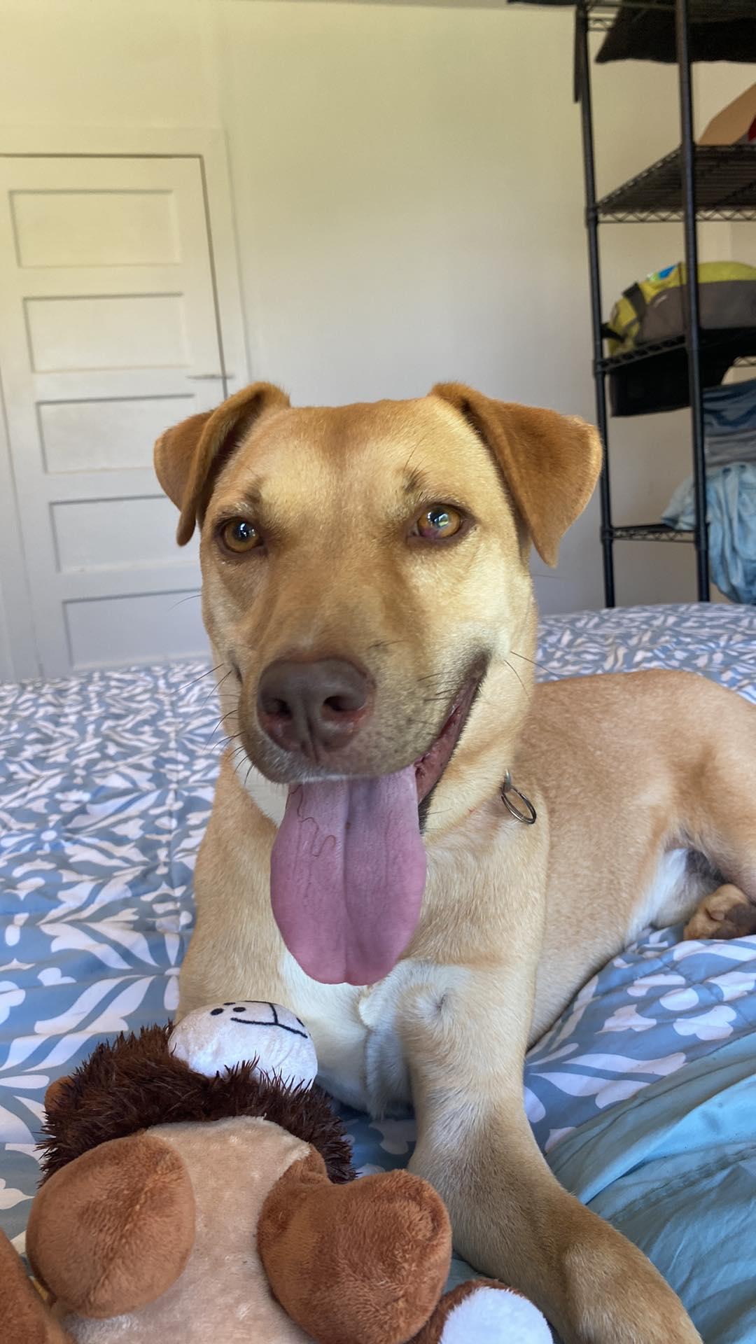 Bodhi, a Adoptable mixed breed in Houston, TX image 4/5