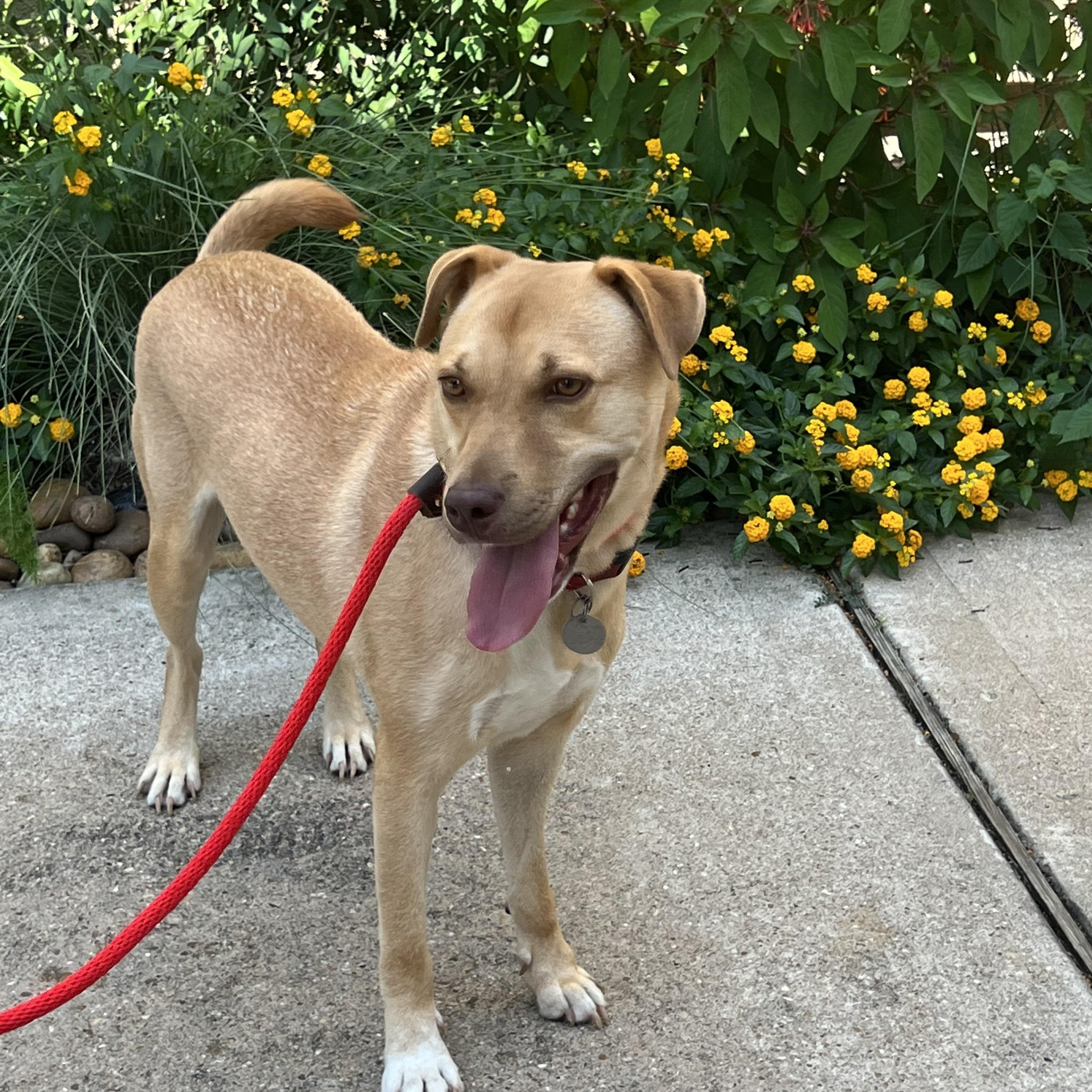 Bodhi, a Adoptable mixed breed in Houston, TX image 3/5