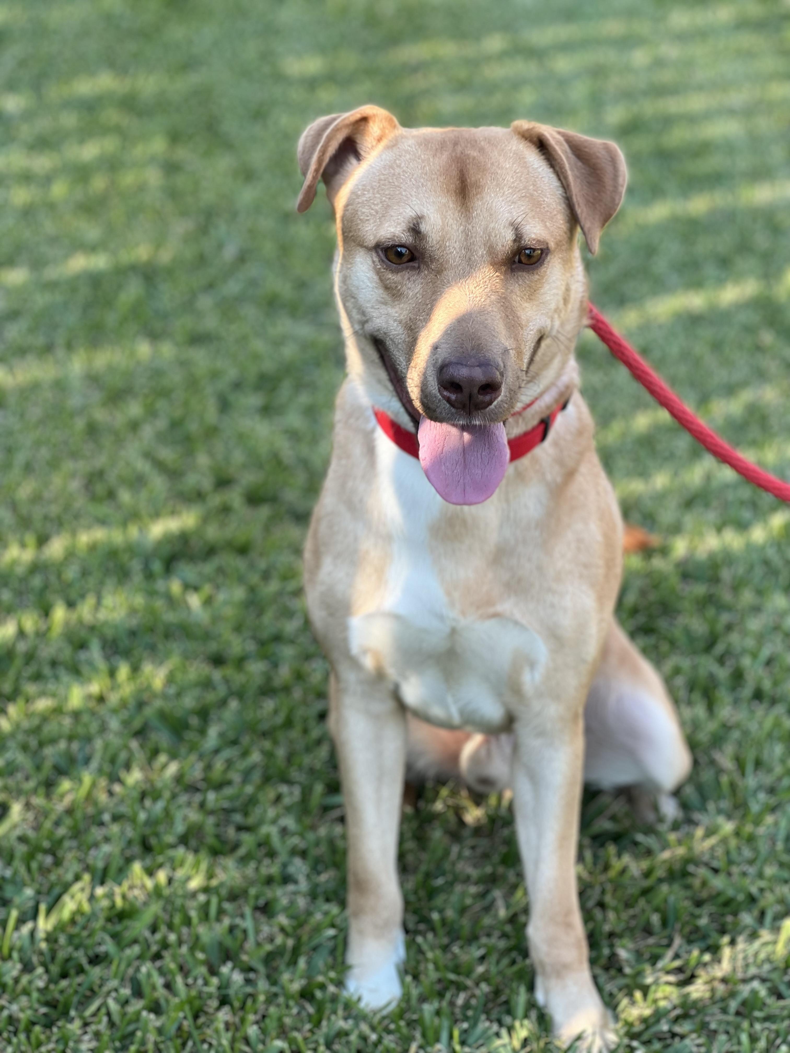 Bodhi, a Adoptable mixed breed in Houston, TX image 5/5