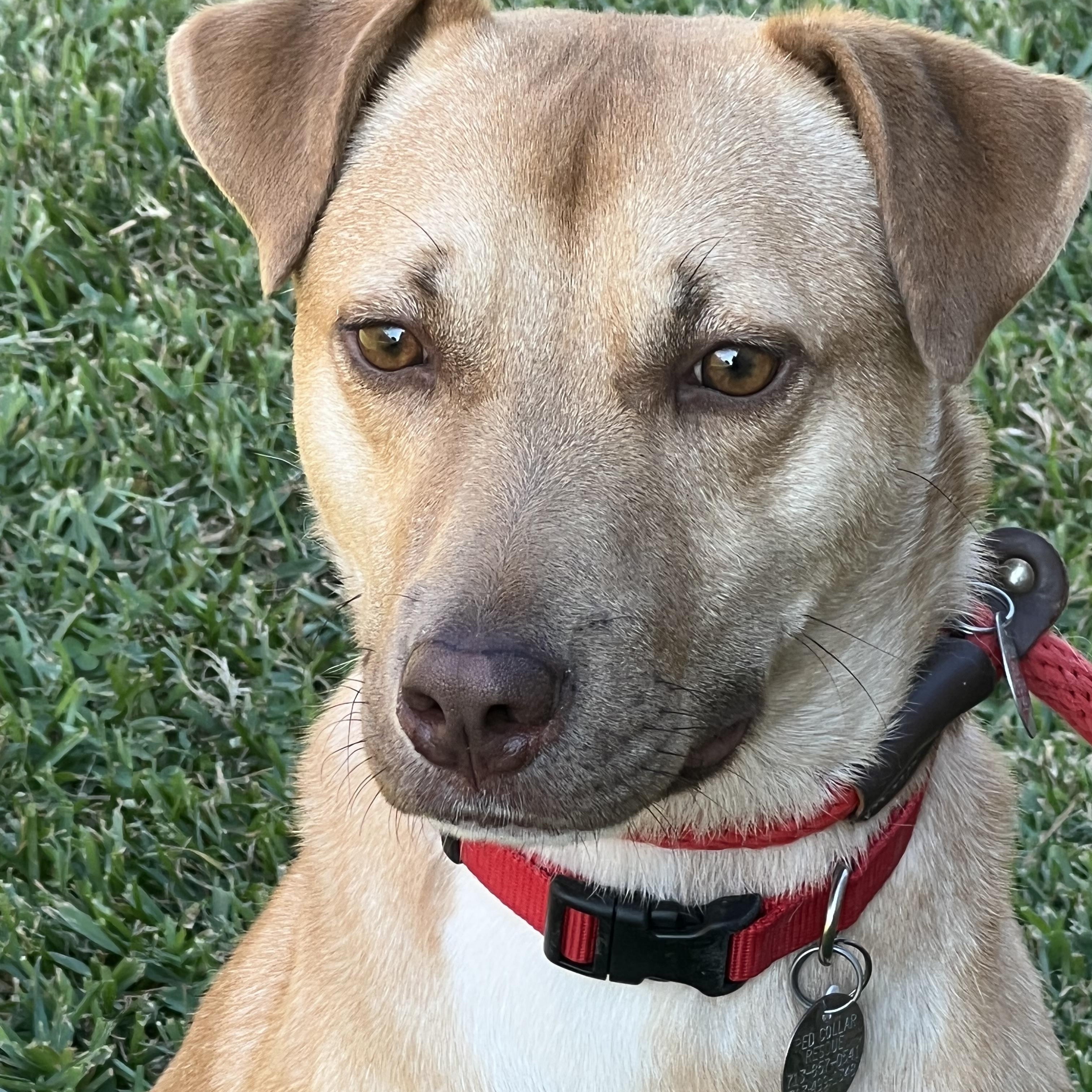 Bodhi, a Adoptable mixed breed in Houston, TX image 2/5