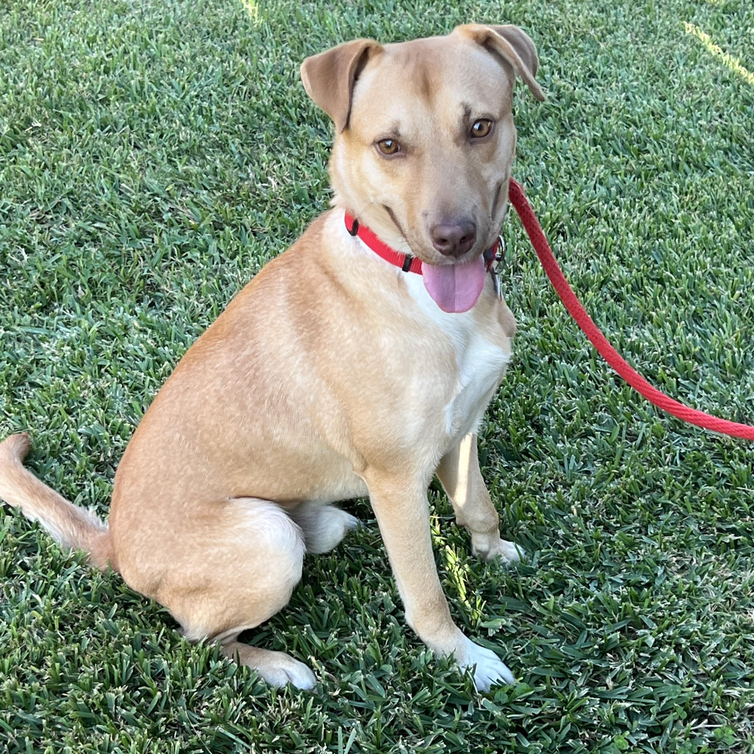 Bodhi, Adoptable, Adult Male Labrador Retriever.