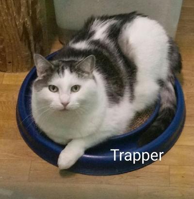 Enlarge Trapper, a Adoptable mixed breed in Whitewater, WI image 1/1