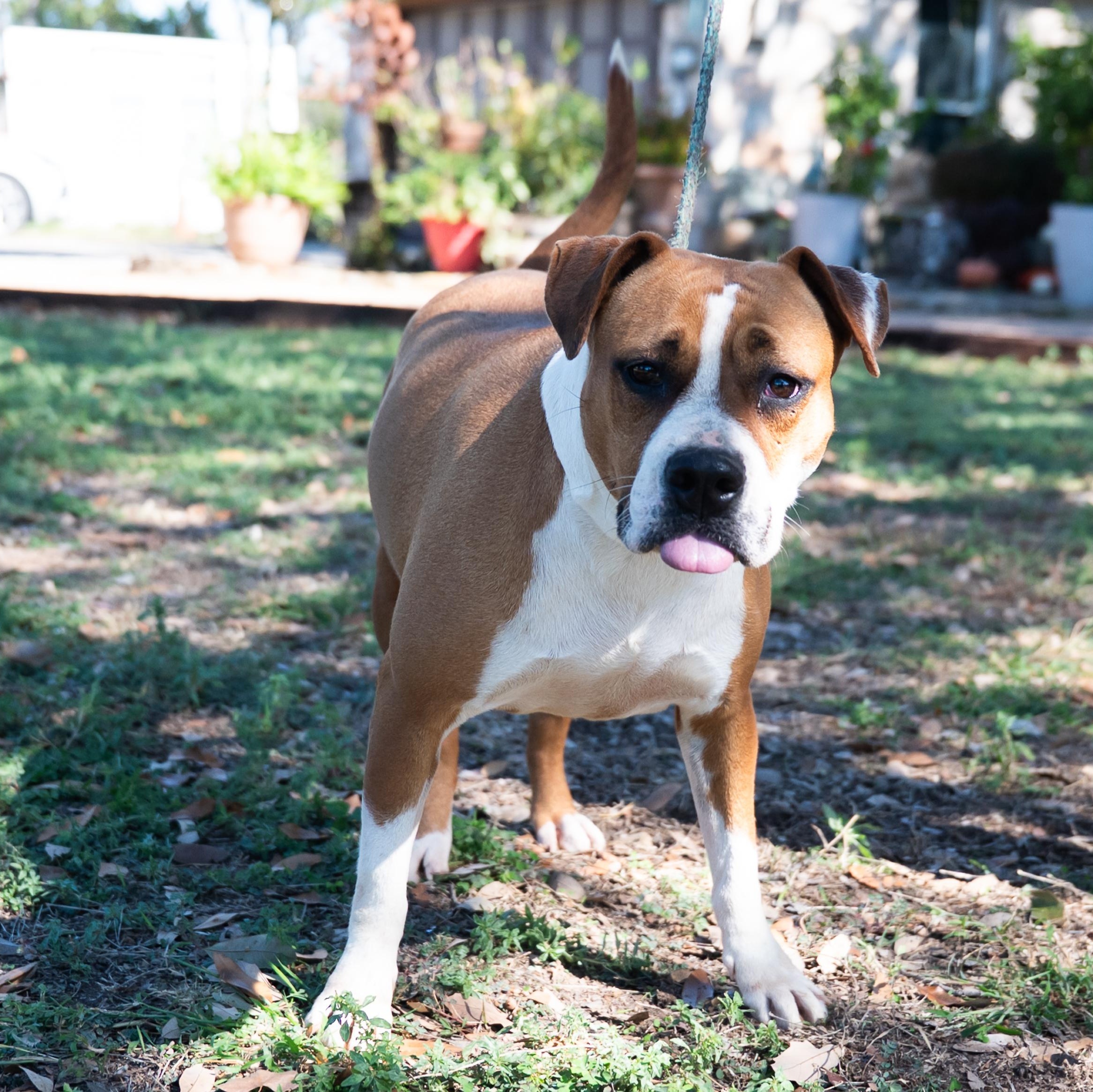 Thumbalina, a Adoptable mixed breed in Williston, VT image 1/6