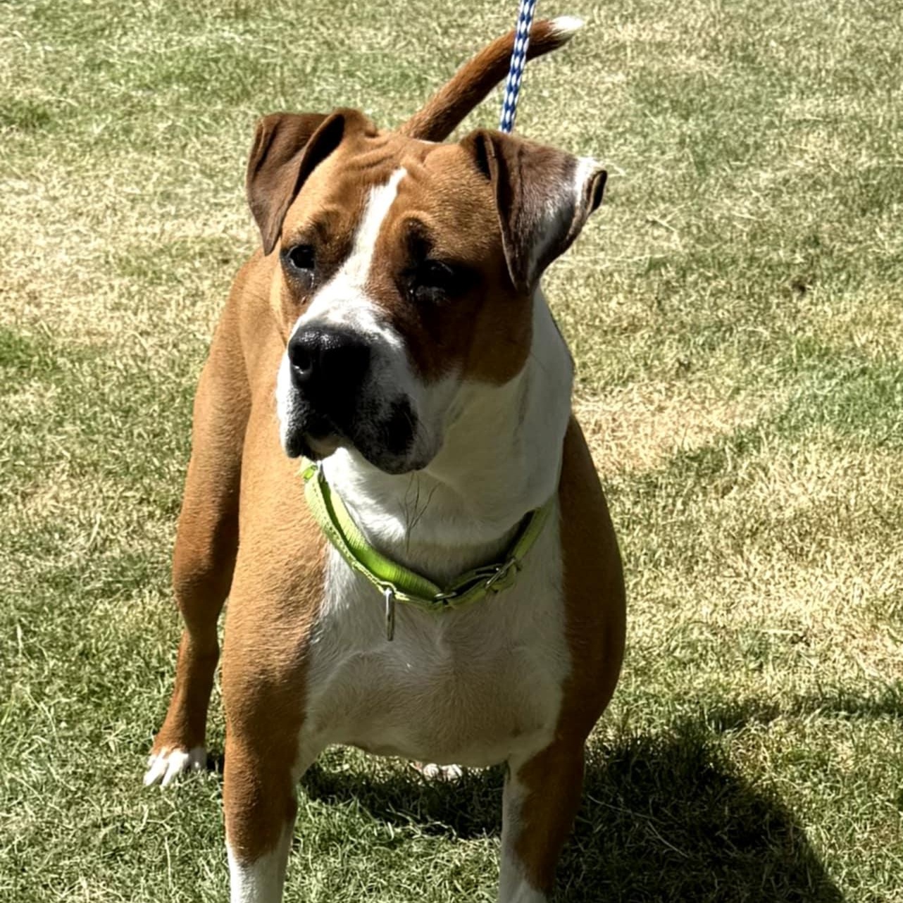 Thumbalina, a Adoptable mixed breed in Williston, VT image 3/6